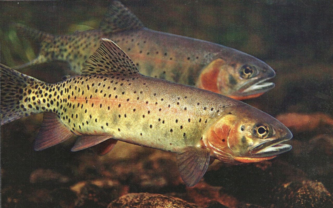 Красная рыба кольского полуострова фото и название