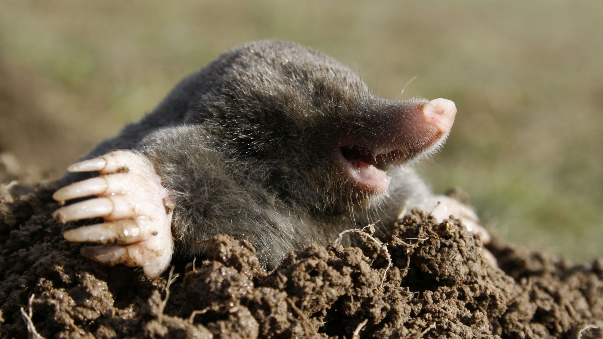 Mole Animal Wallpapers - 4k, HD Mole Animal Backgrounds on WallpaperBat