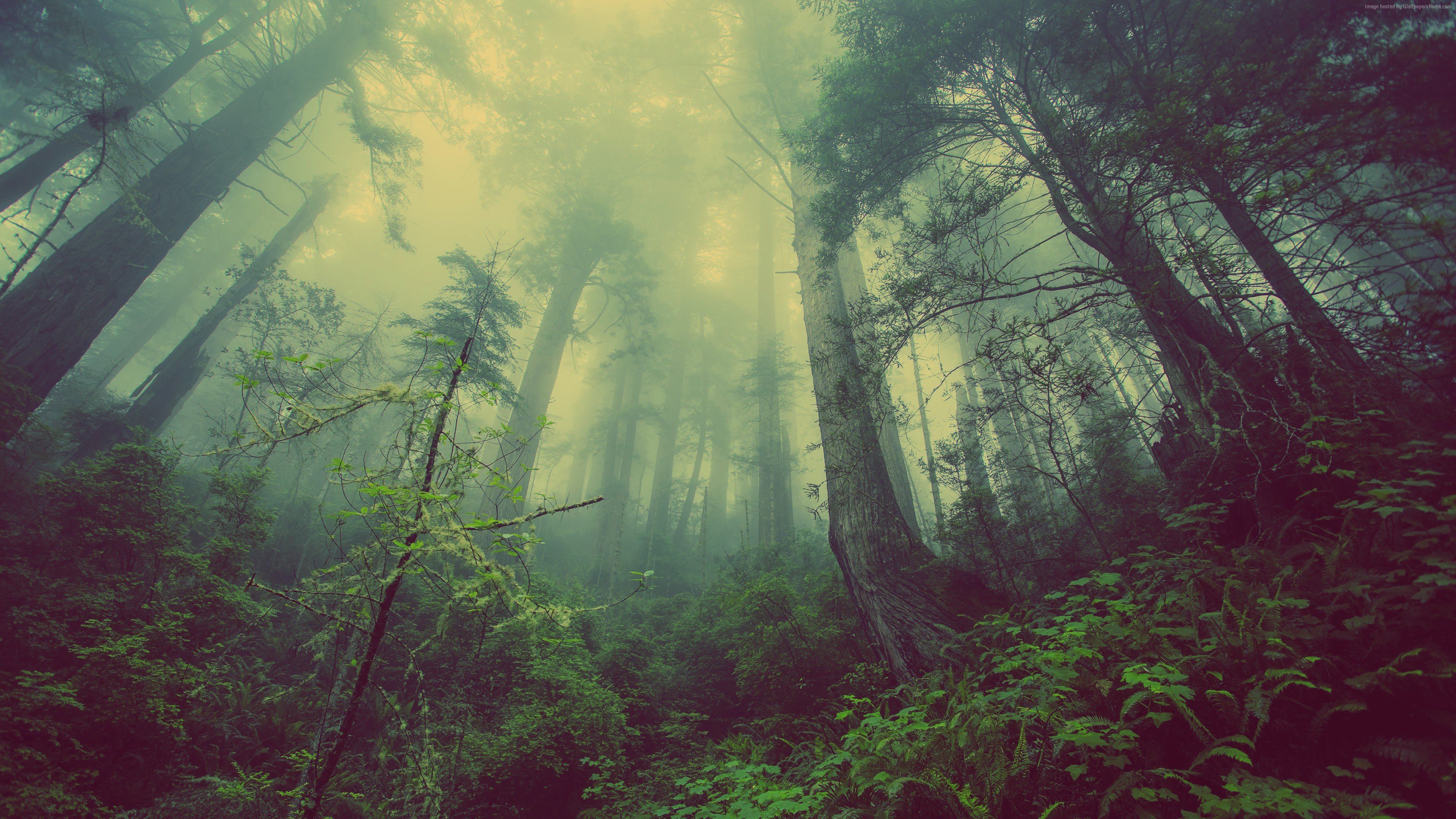 Misty Forest Wallpapers - 4k, HD Misty Forest Backgrounds on WallpaperBat