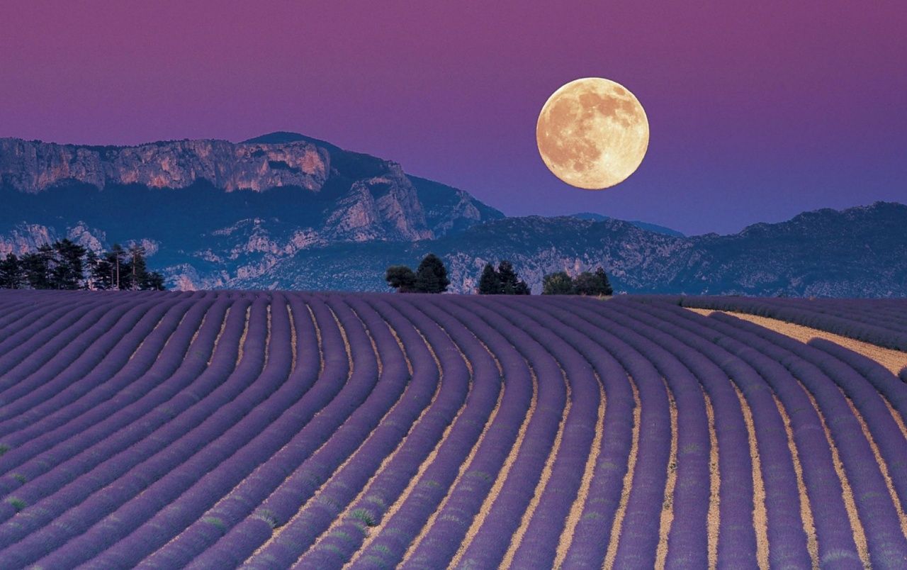 1280x804 Full Moon & Lavender Field wallpapers | Full Moon & Lavender Field ... Wallpaper