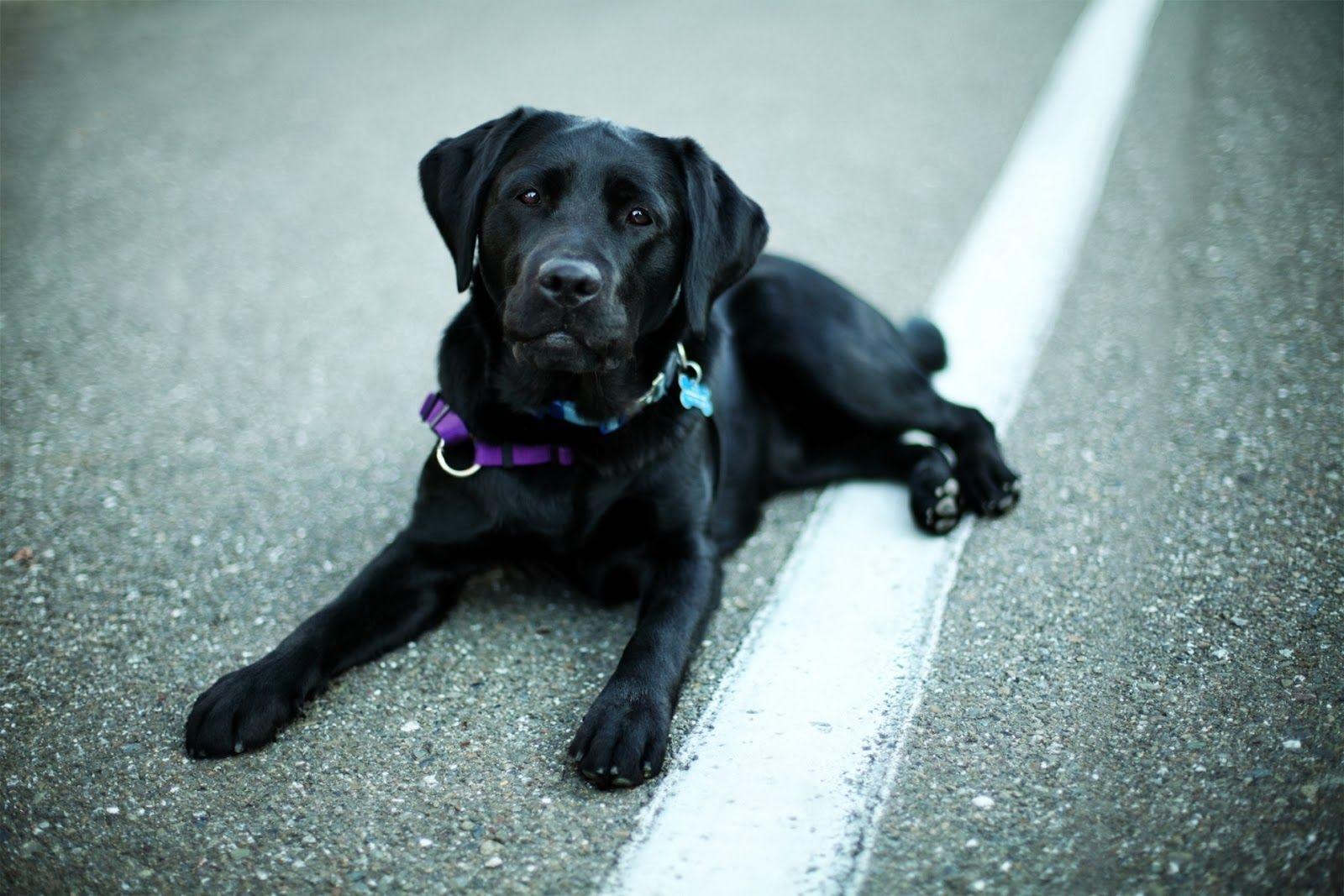 Black Lab Wallpapers - 4k, HD Black Lab Backgrounds on WallpaperBat