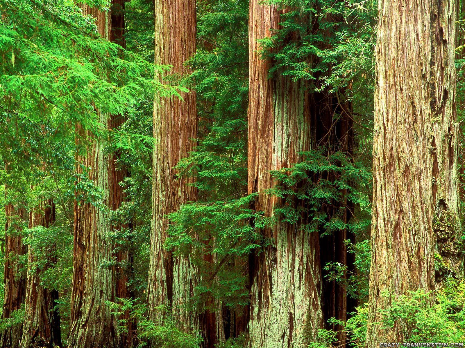 1600x1200 Redwood Forest Wallpaper - Top Free Redwood Forest Background.