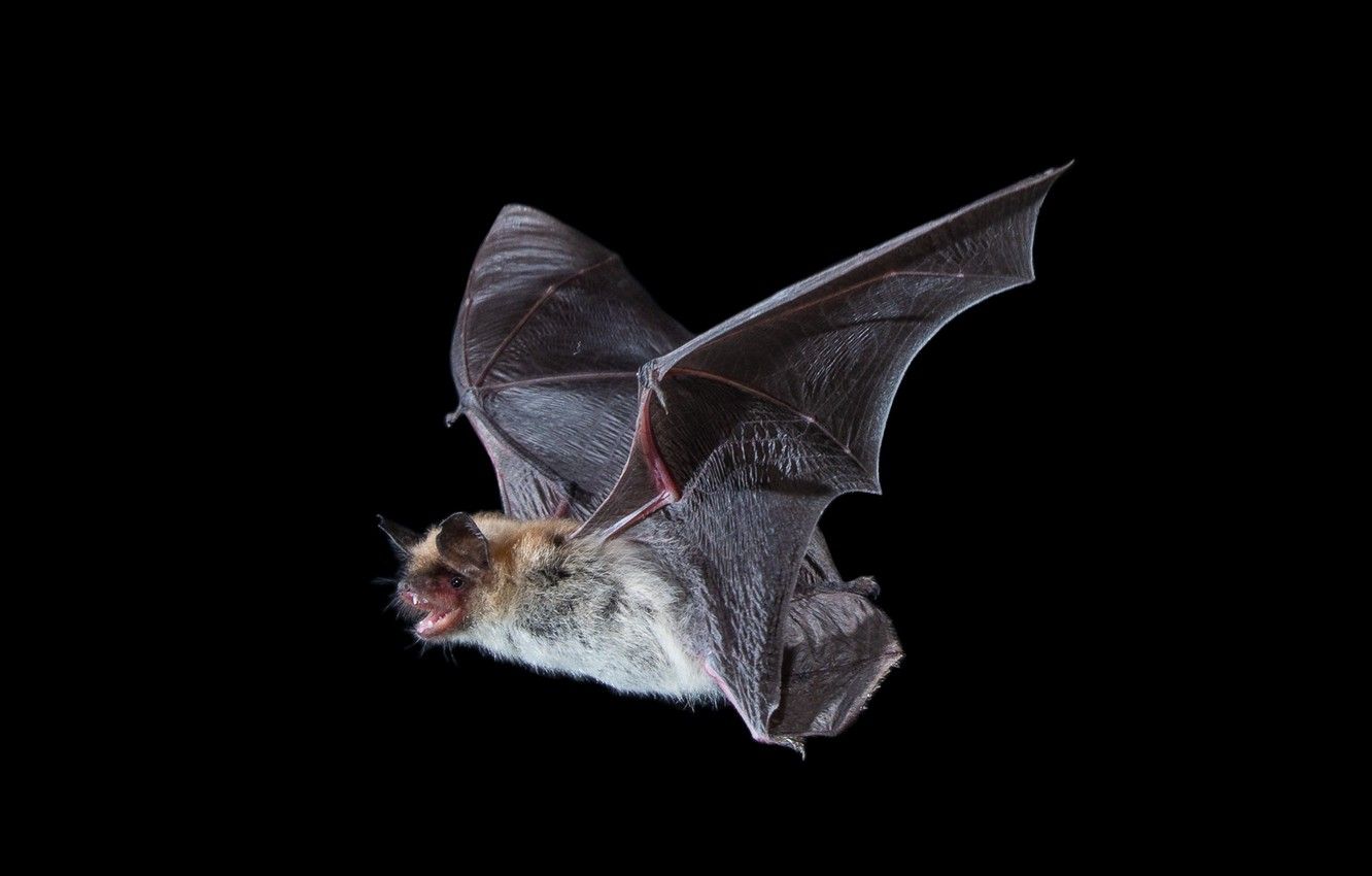 Bat Animal Wallpapers - 4k, HD Bat Animal Backgrounds on WallpaperBat