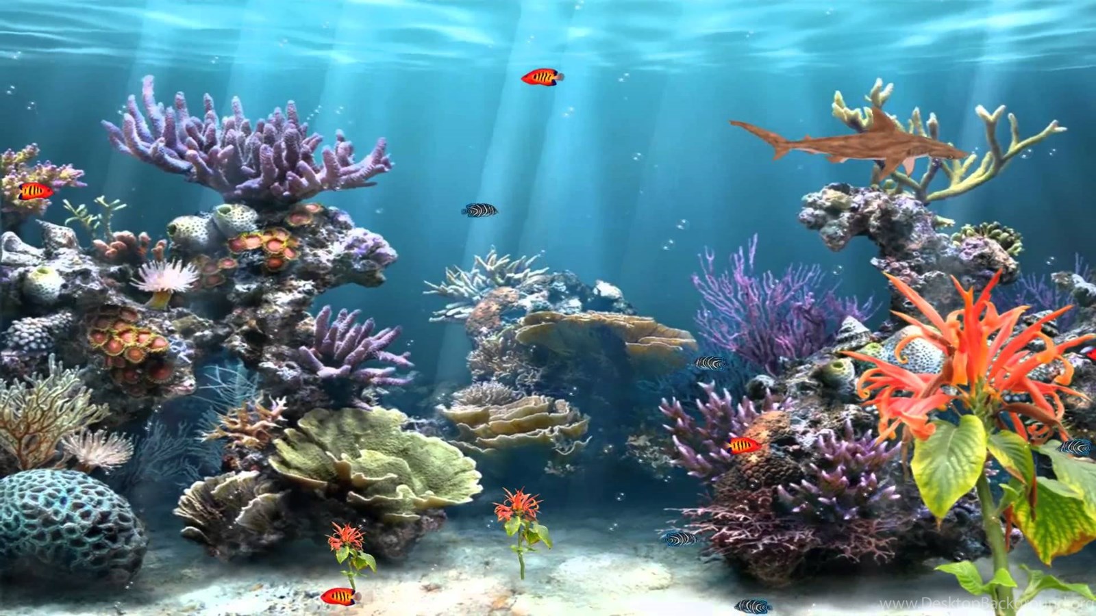 Aquarium Wallpapers - 4k, HD Aquarium Backgrounds on WallpaperBat