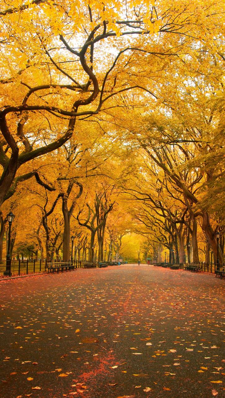 Central Park Fall Wallpapers - 4k, HD Central Park Fall Backgrounds on ...