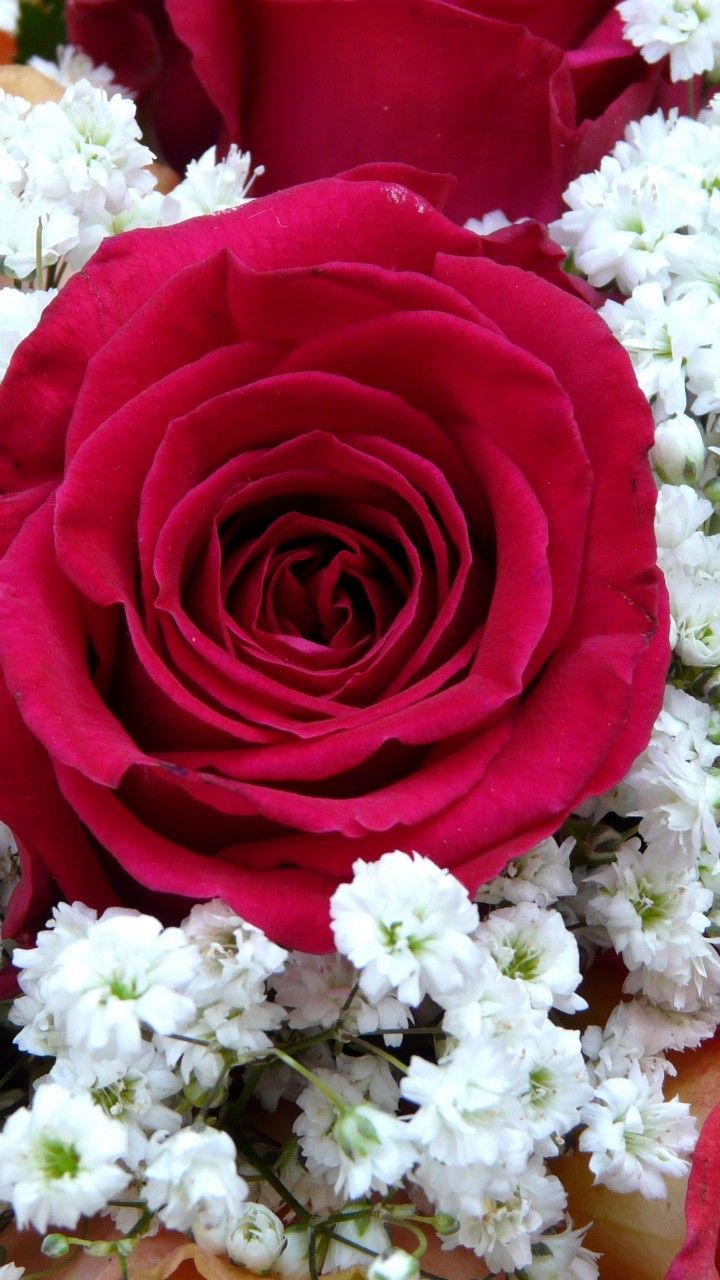 720x1280 Wallpaper Red Rose, Flower bouquet, HD, Flowers,. Wallpaper on WallpaperBat