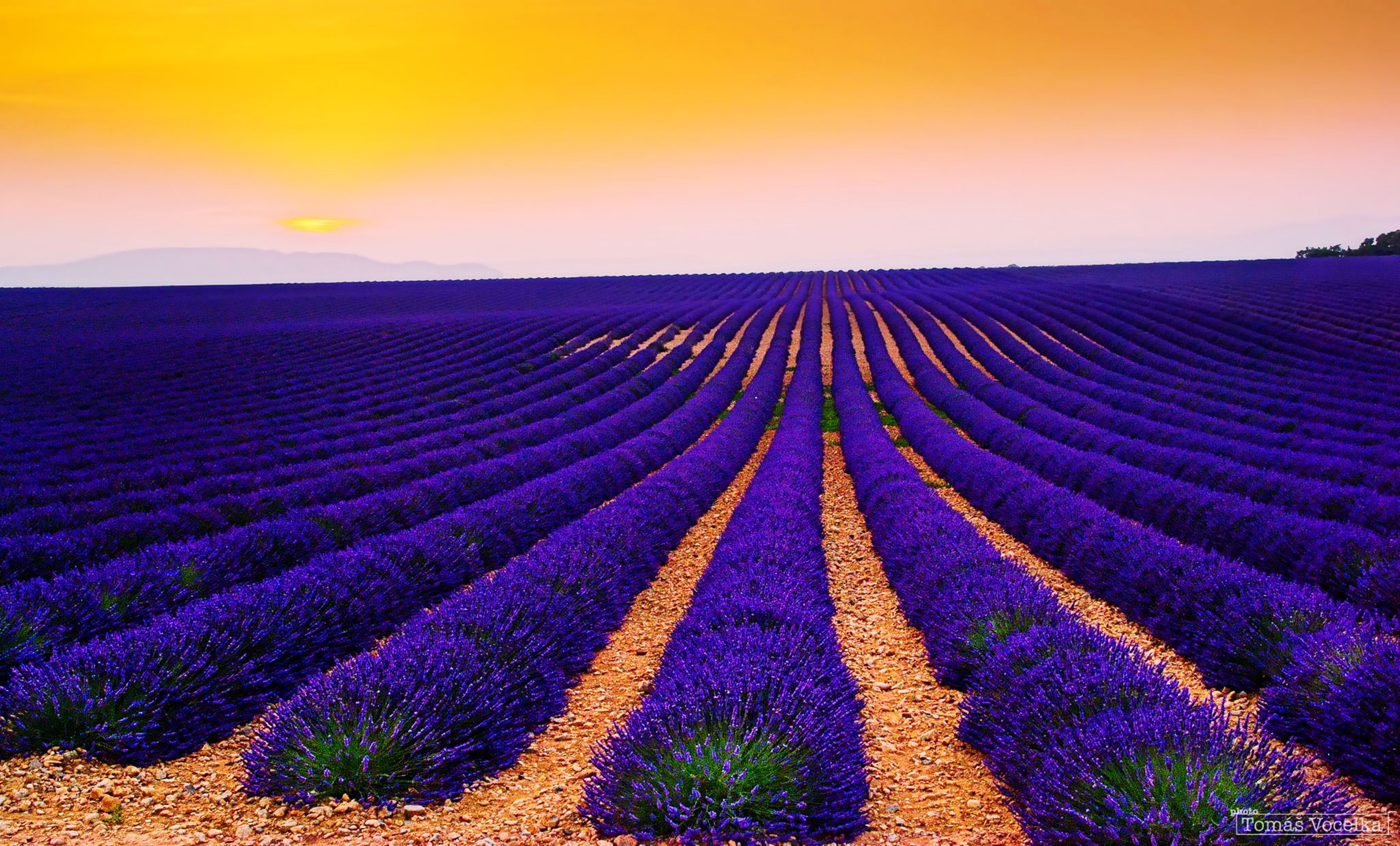 3840x2321 Lavender fields 4k Ultra HD Wallpaper | Background Image ... Wallpaper