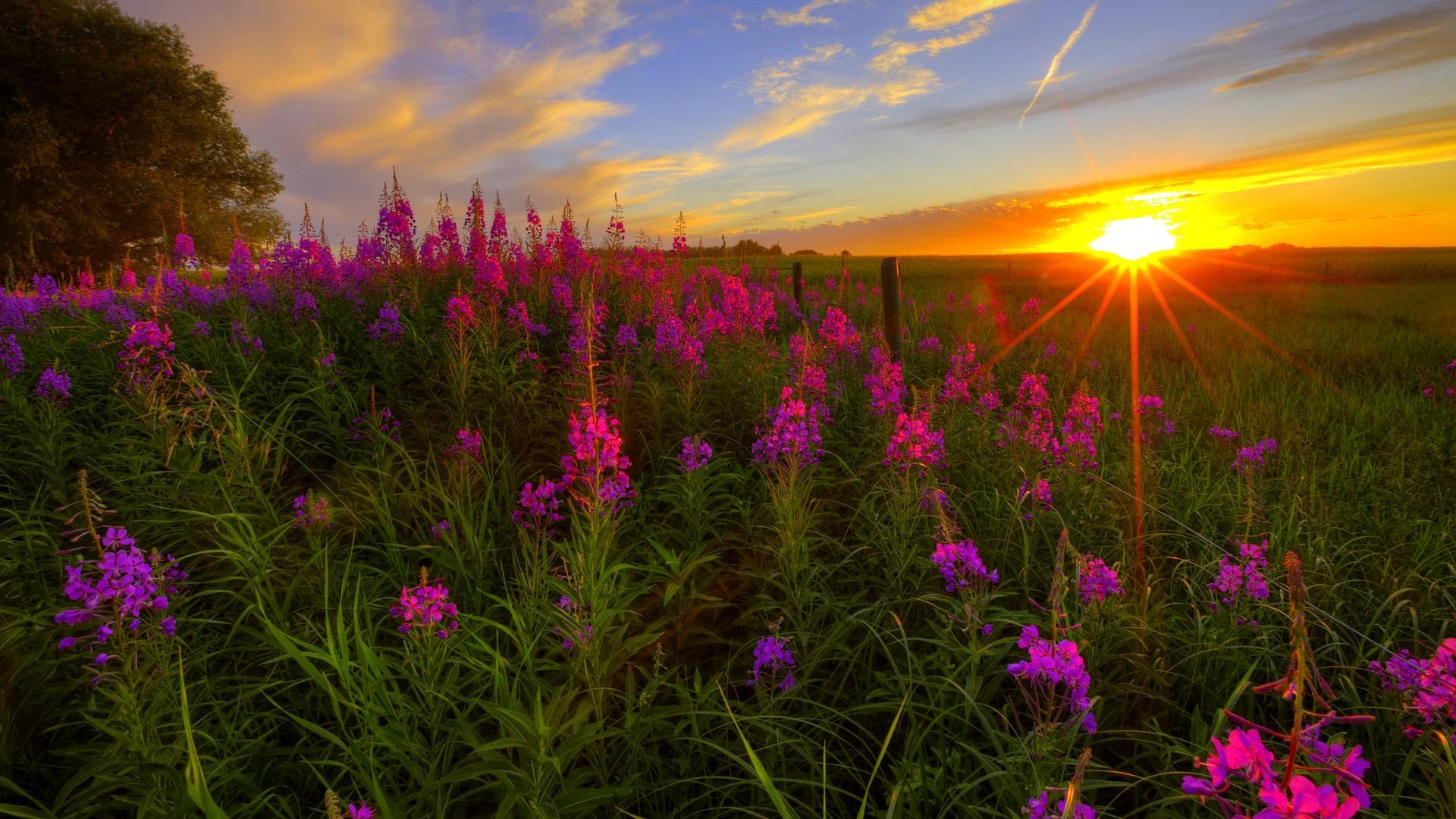 Flowers Sunset Wallpapers - 4k, HD Flowers Sunset Backgrounds on