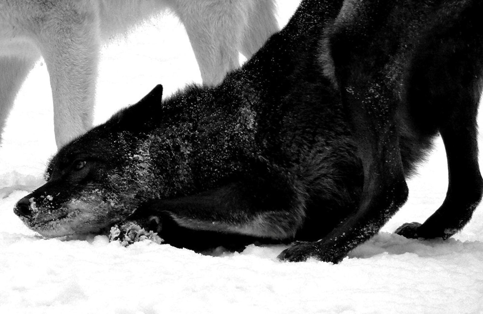 Чёрный волк в снегу