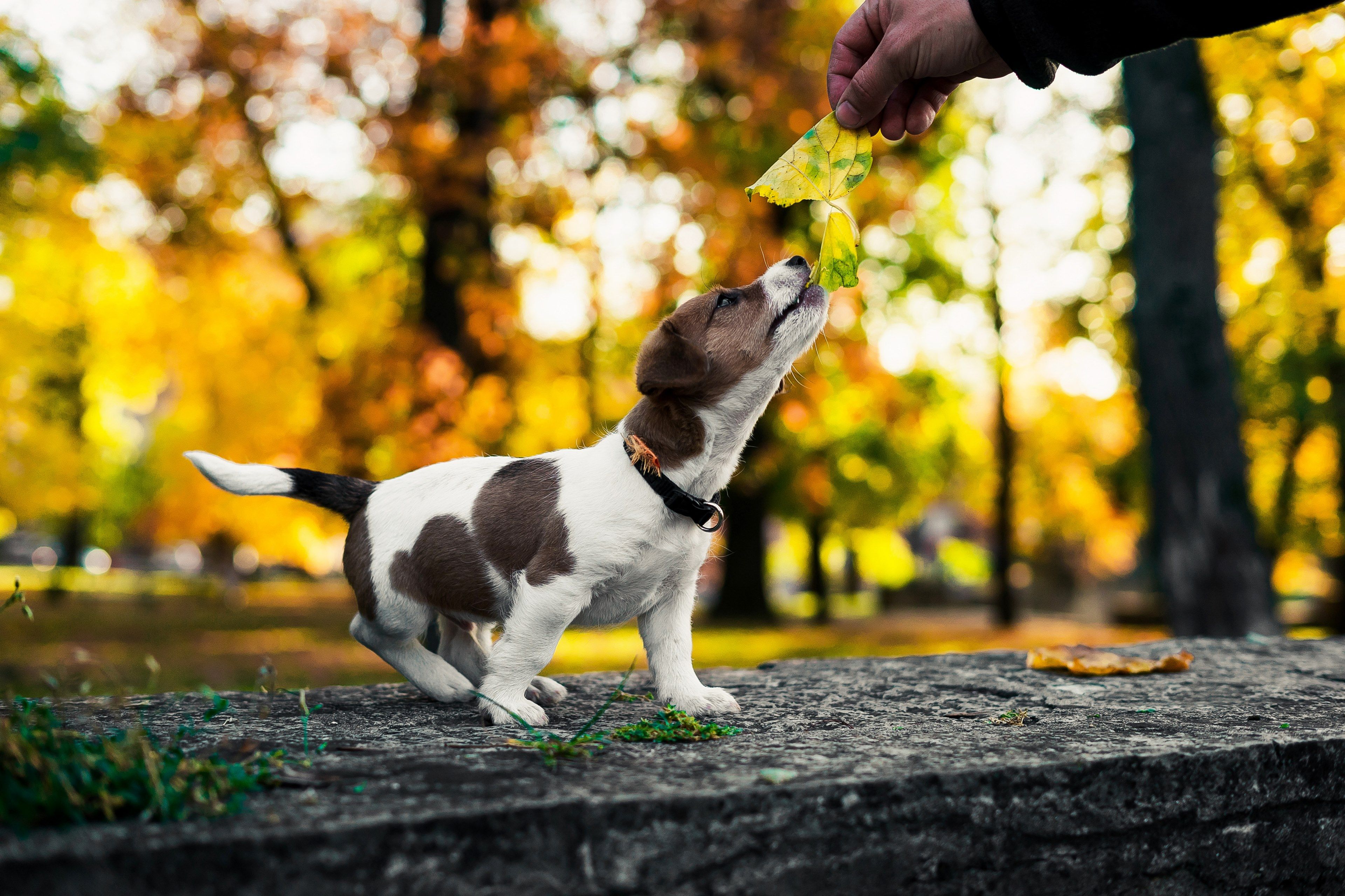 Autumn Puppy Wallpapers - 4k, HD Autumn Puppy Backgrounds on WallpaperBat