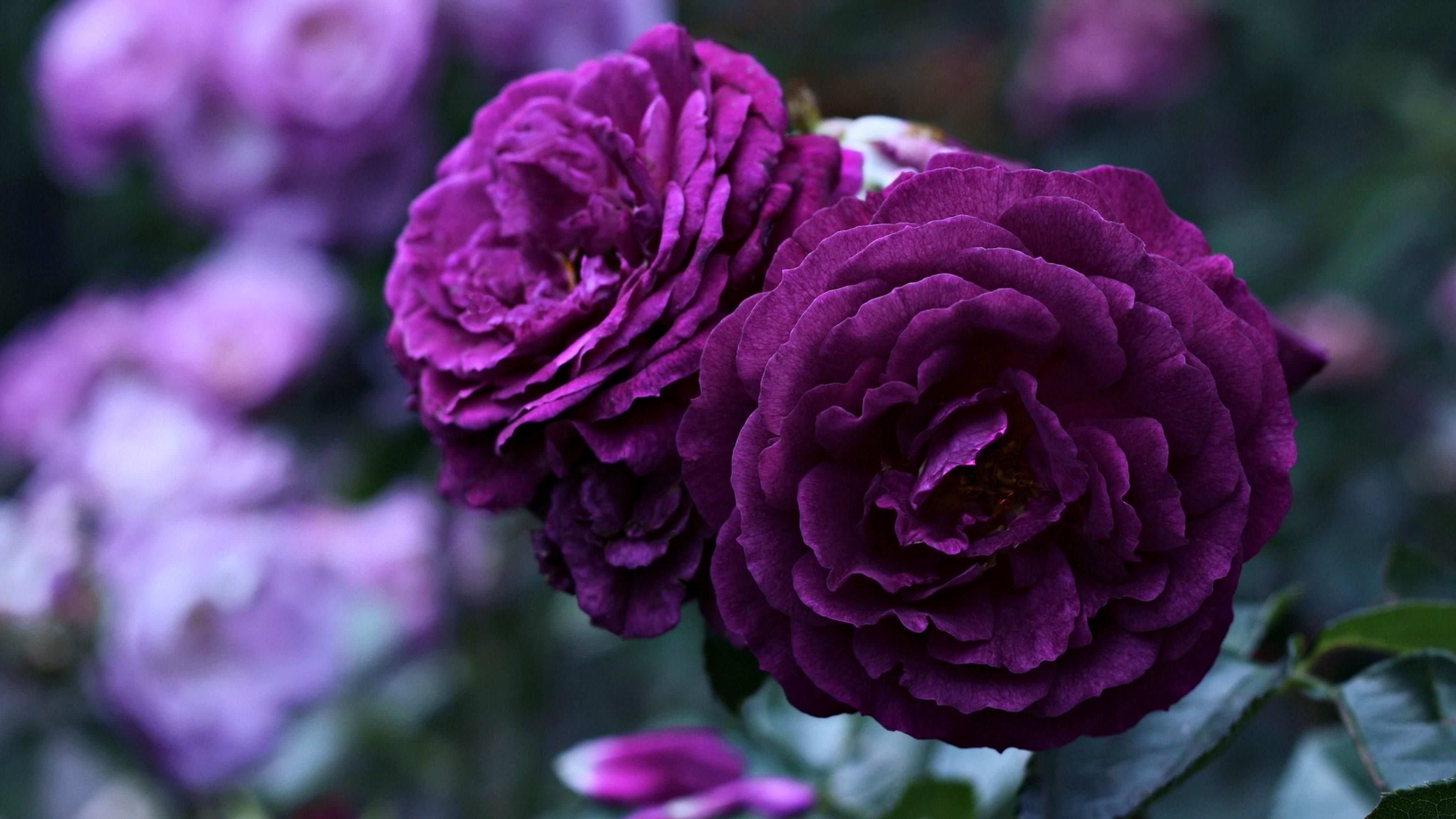 Purple Pink Roses Wallpapers - 4k, HD Purple Pink Roses Backgrounds on