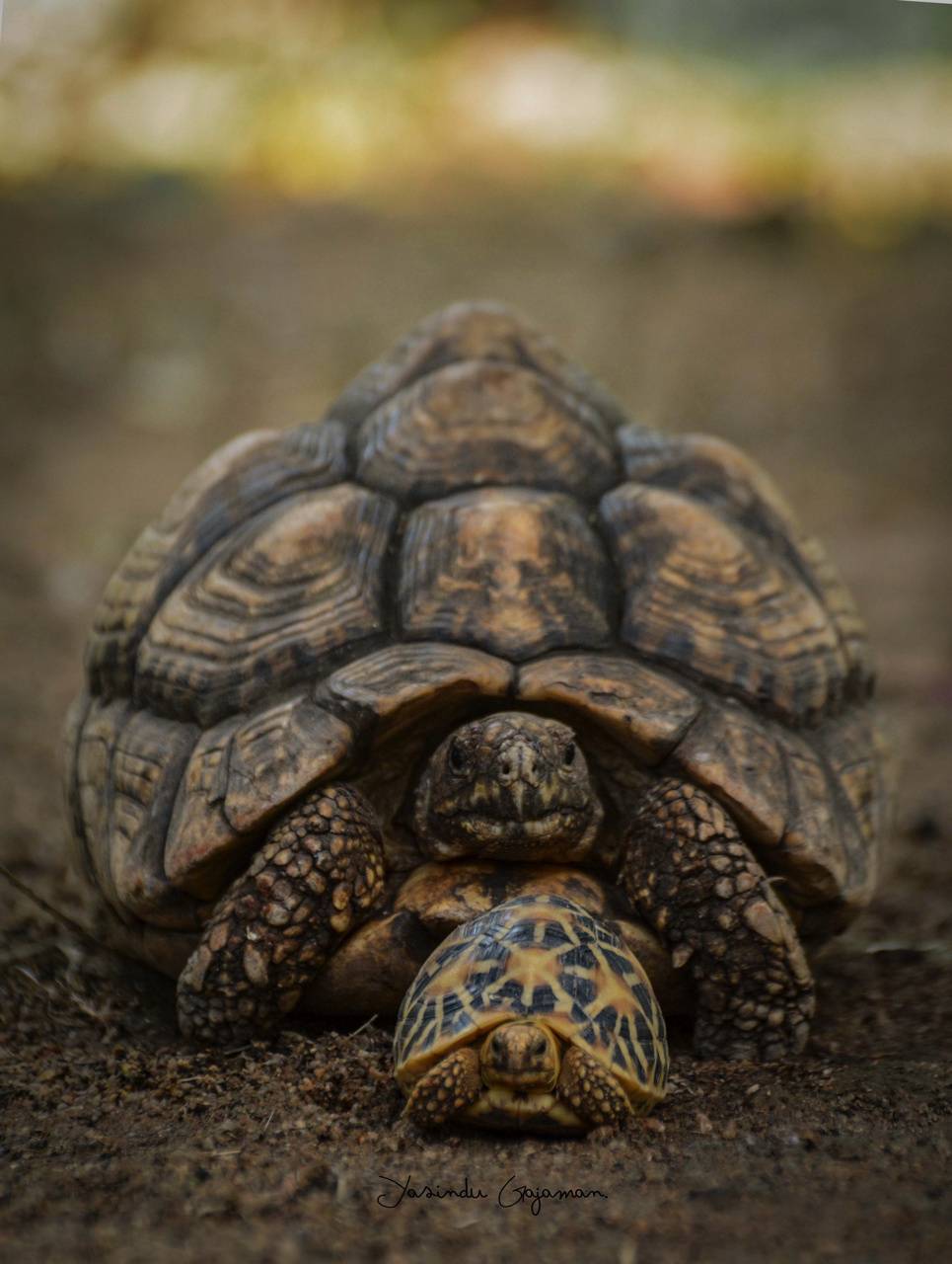 Tortoise Wallpapers - 4k, HD Tortoise Backgrounds on WallpaperBat