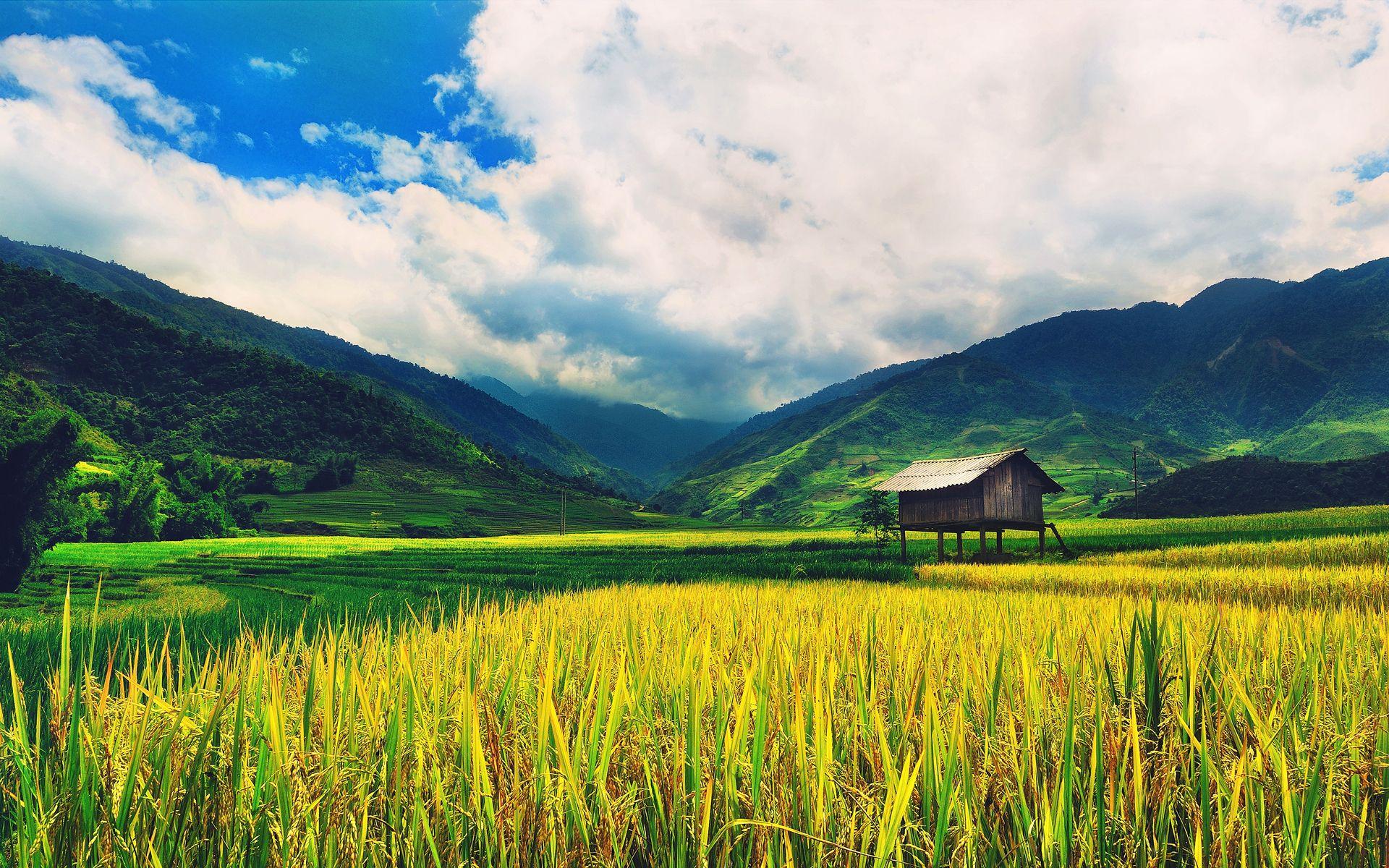 Rice Field Wallpapers - 4k, HD Rice Field Backgrounds on WallpaperBat