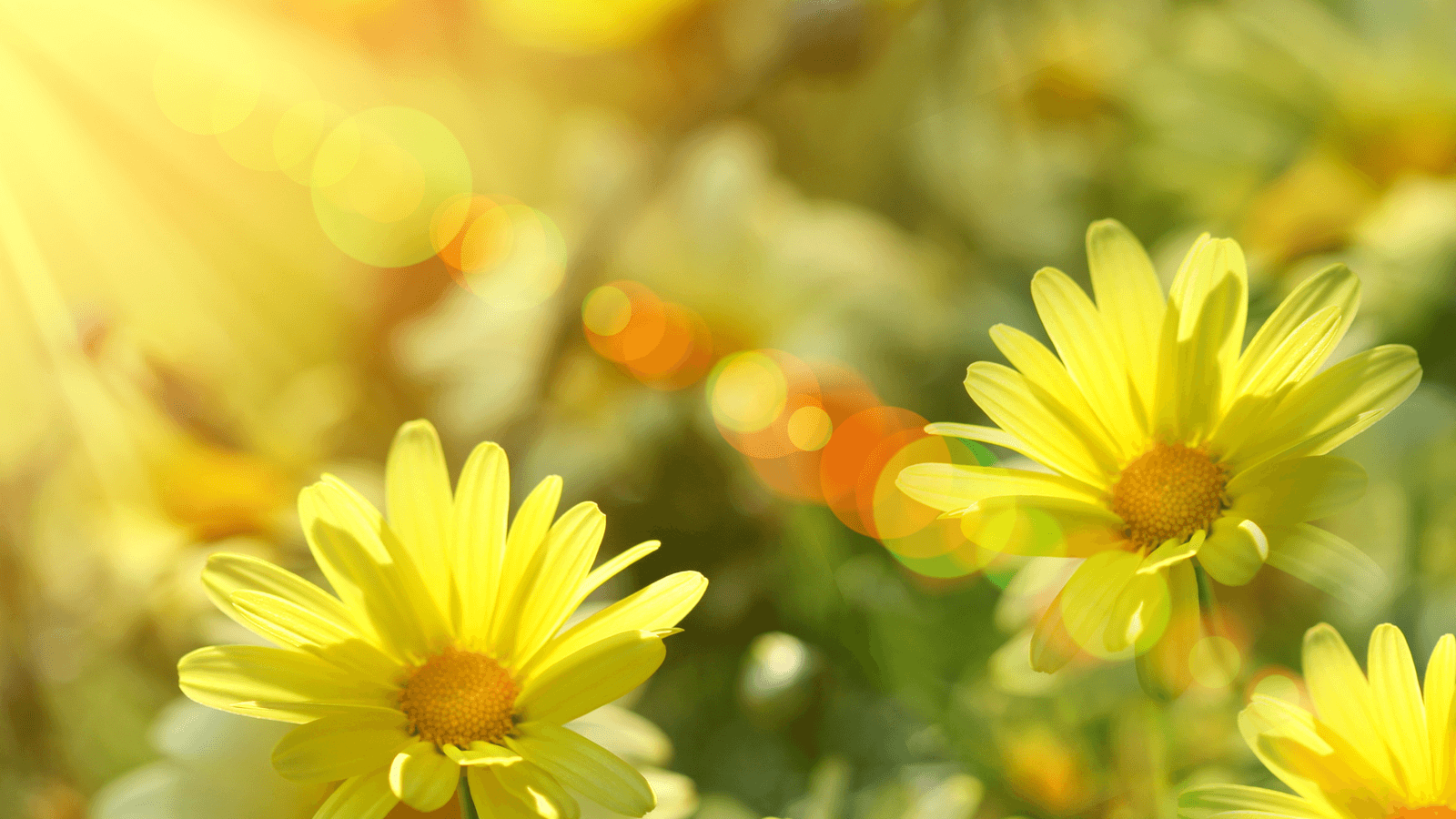 Sunshine Spring Wallpapers - 4k, HD Sunshine Spring Backgrounds on ...