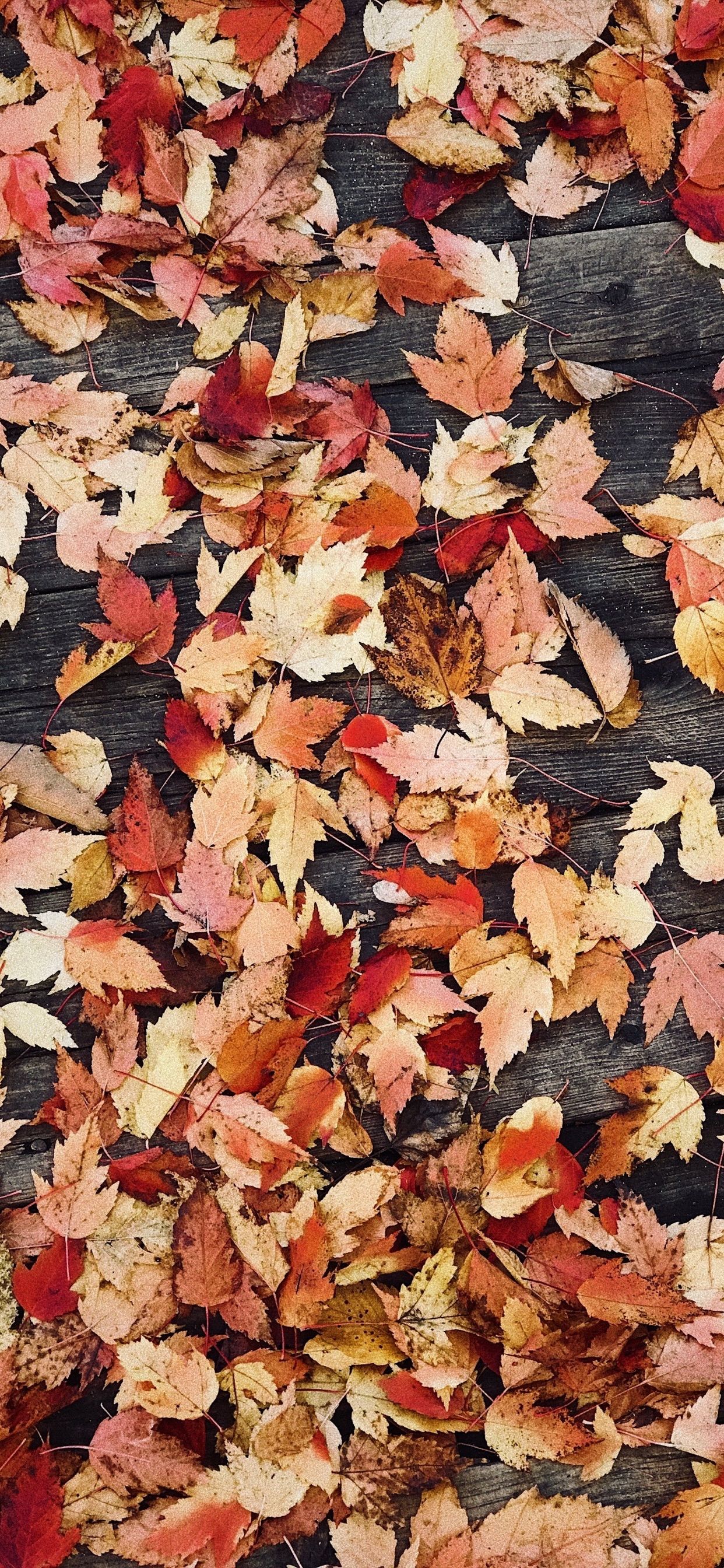 Autumn iPhone Wallpapers - 4k, HD Autumn iPhone Backgrounds on WallpaperBat