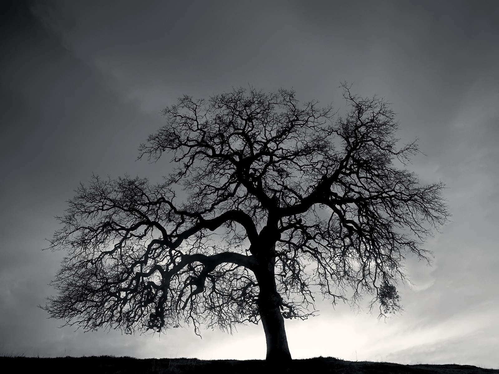Темное дерево