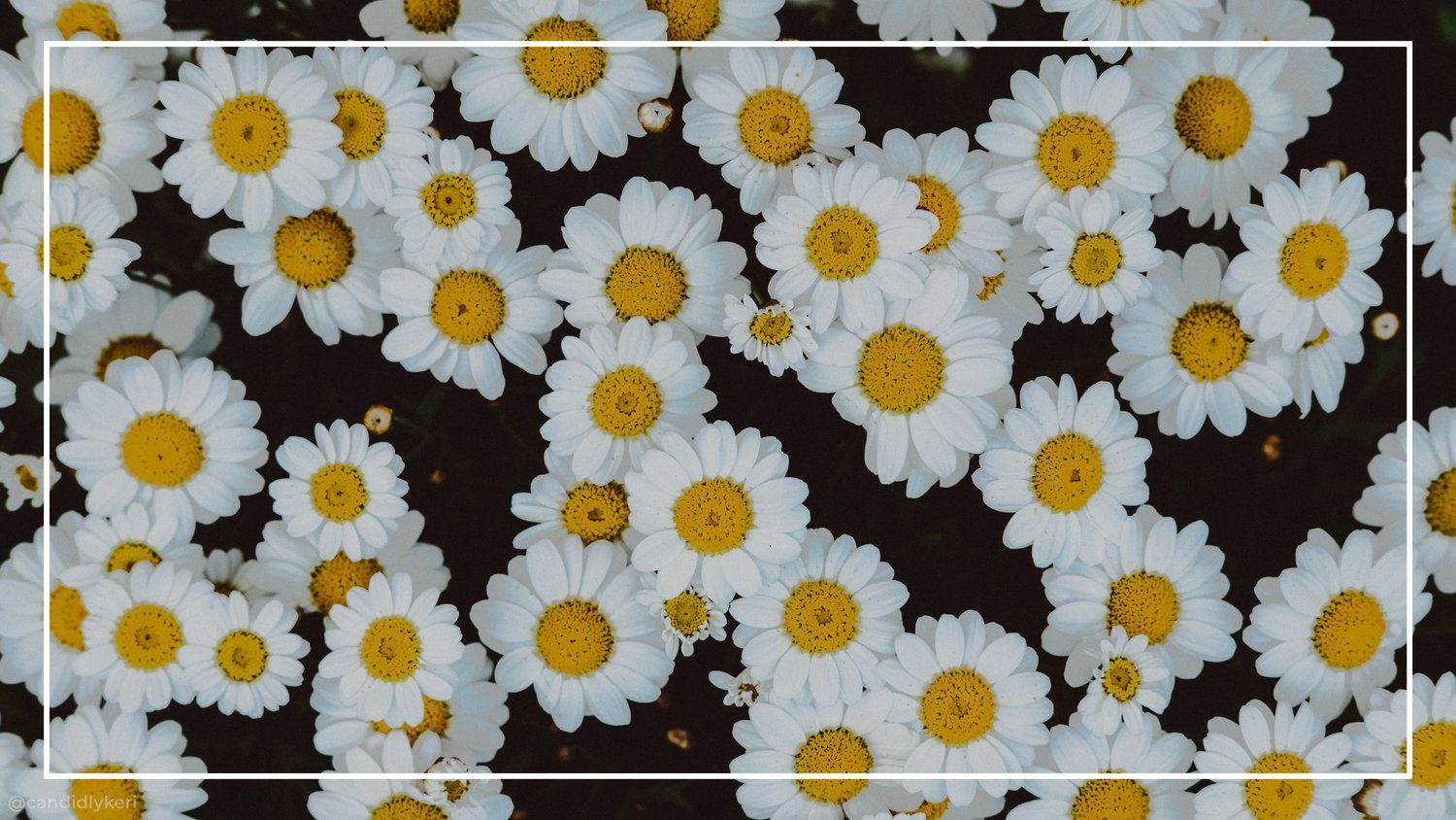 Aesthetic Daisy Wallpapers - 4k, HD Aesthetic Daisy Backgrounds on ...