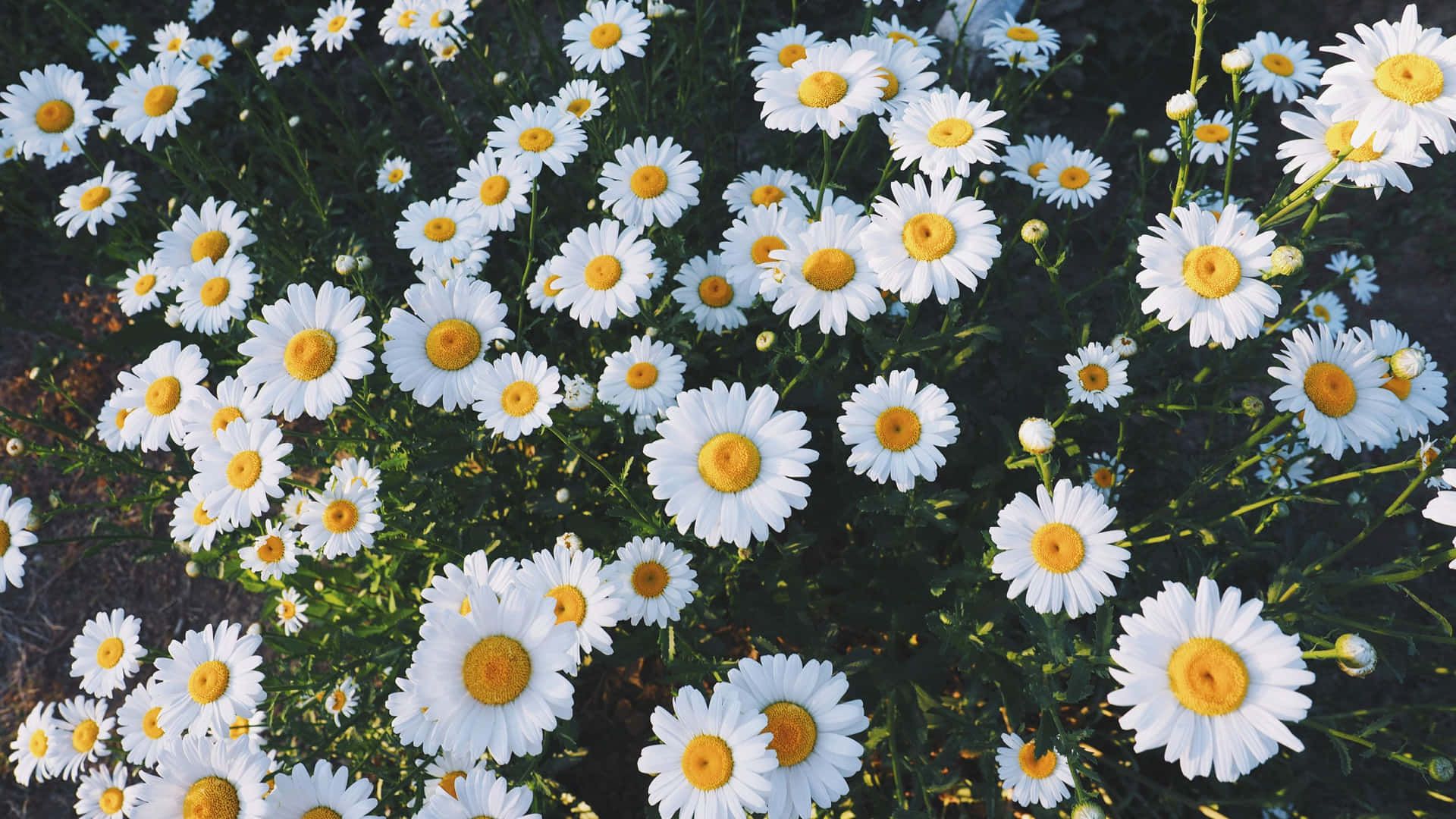 Aesthetic Daisy Wallpapers - 4k, Hd Aesthetic Daisy Backgrounds On 