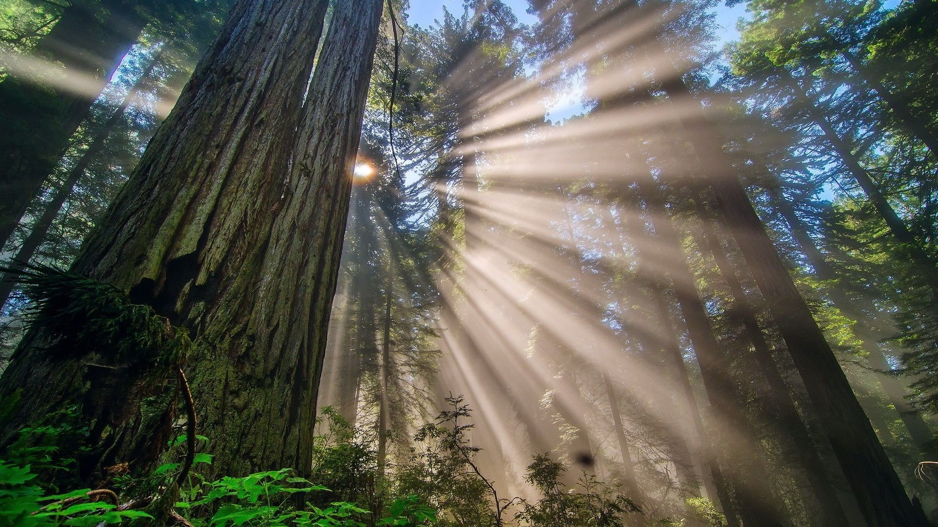 California Redwood Forest Wallpapers - 4k, HD California Redwood Forest