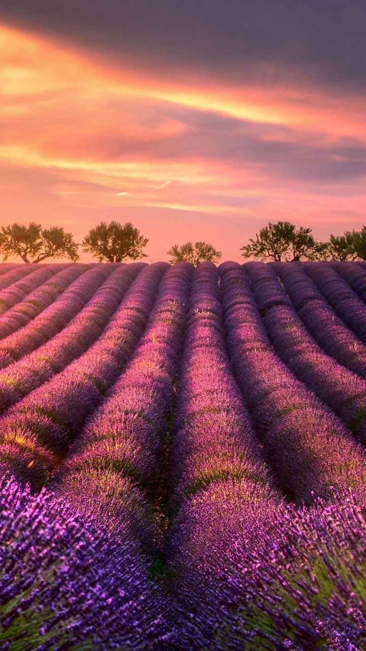 Lavender Field Sun Wallpapers - 4k, HD Lavender Field Sun Backgrounds ...