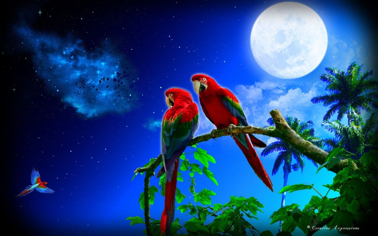 Parrot Wallpapers.