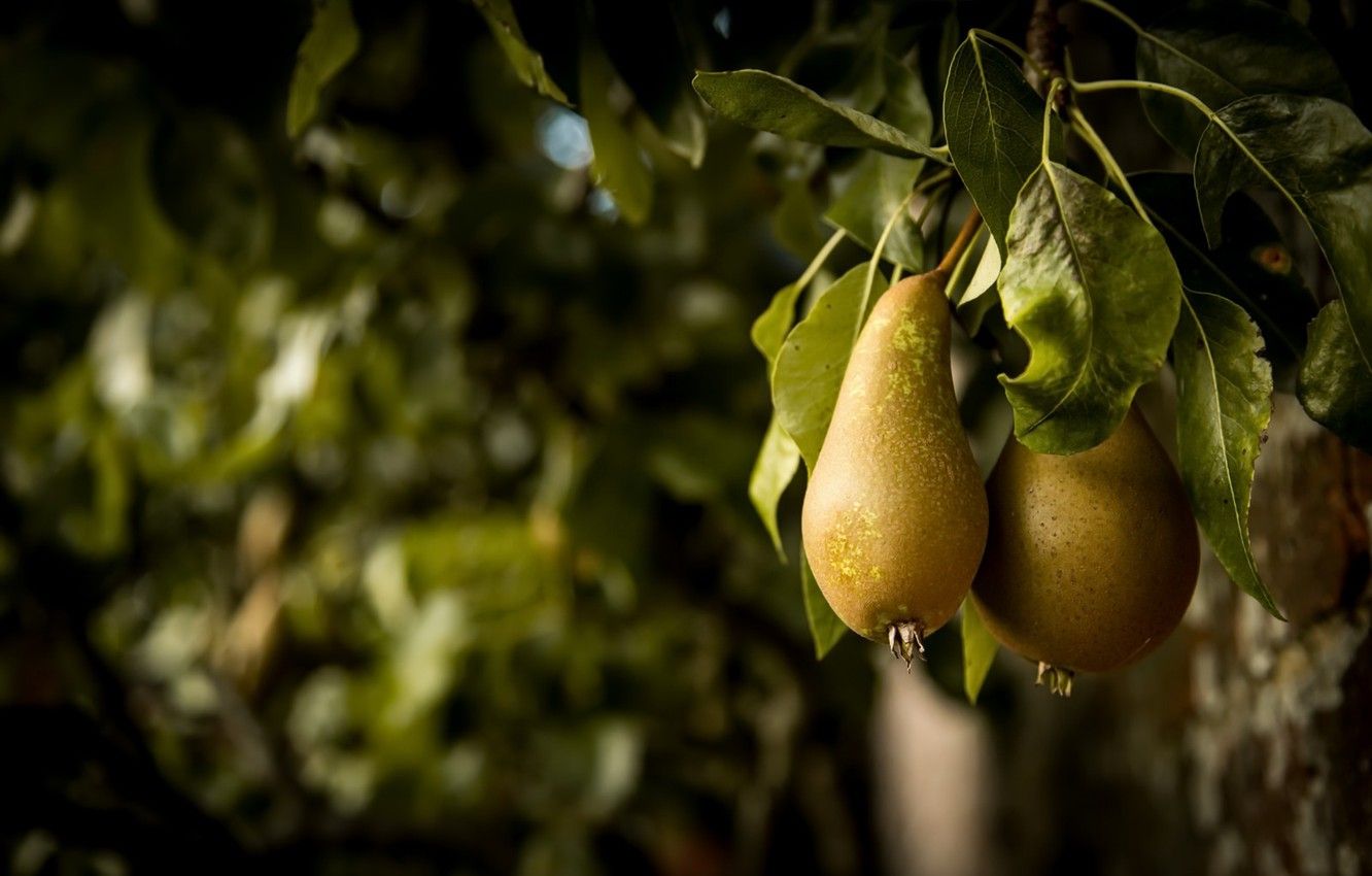 Pear Wallpapers - 4k, HD Pear Backgrounds on WallpaperBat