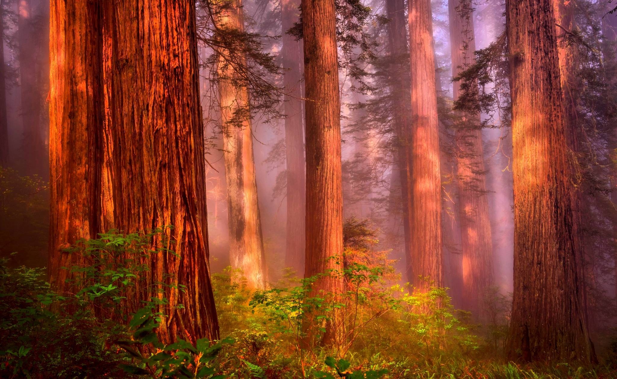 California Redwood Forest Wallpapers - 4k, HD California Redwood Forest 