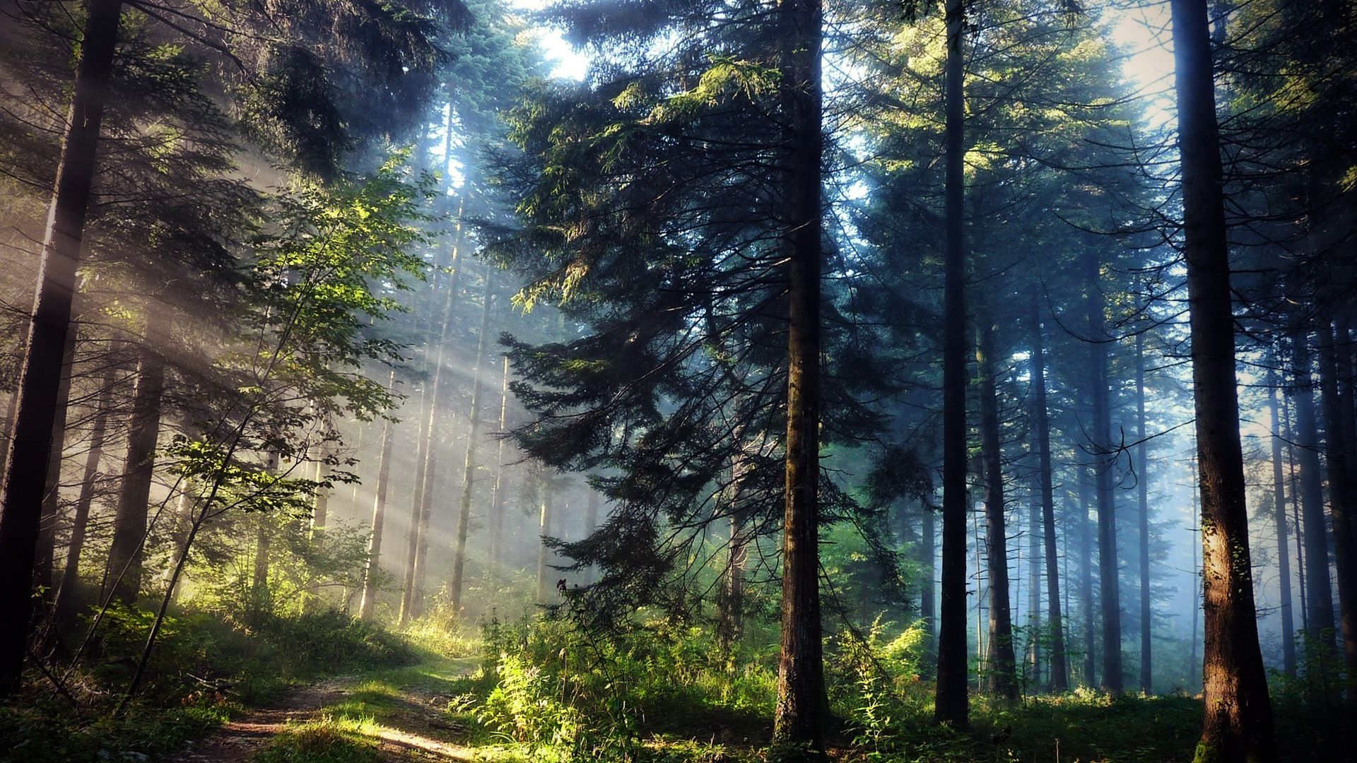 Pine Forest Wallpapers 4k Hd Pine Forest Backgrounds On Wallpaperbat