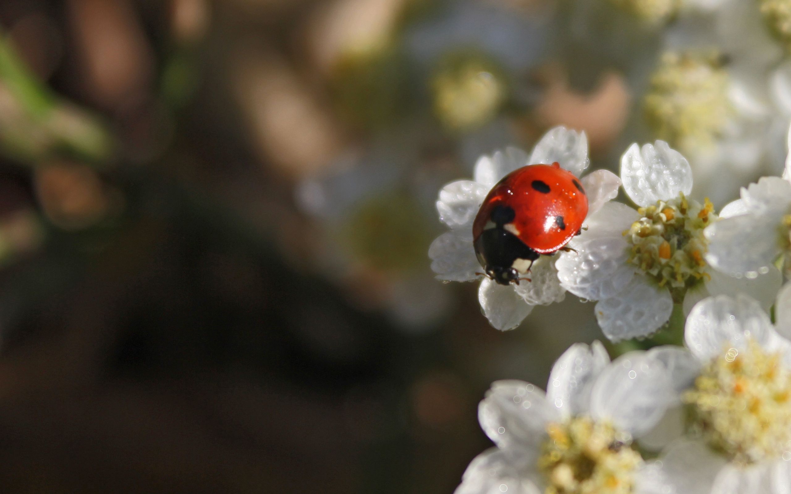 Flowers and Ladybugs Wallpapers - 4k, HD Flowers and Ladybugs