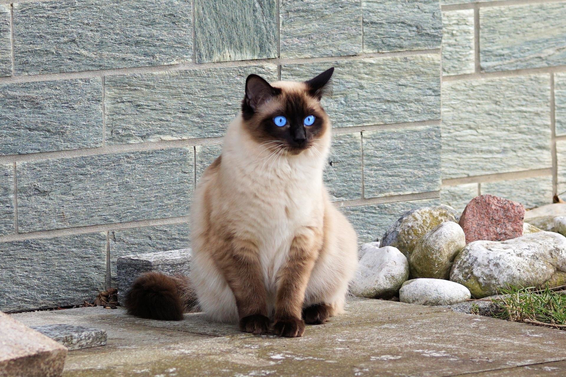 Siamese Cat Wallpapers 4k Hd Siamese Cat Backgrounds On Wallpaperbat