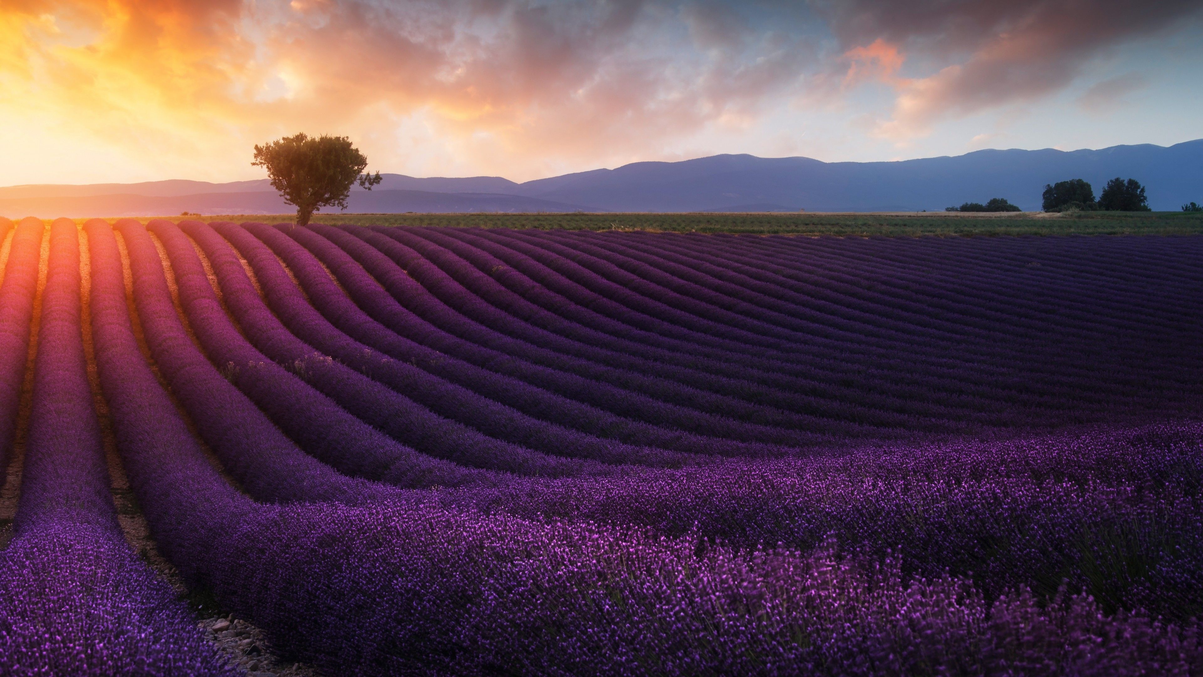 Lavender Field Sunrise Wallpapers - 4k, HD Lavender Field Sunrise