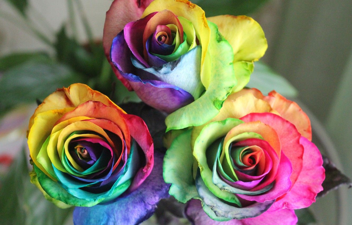 Flowers Rainbow Wallpapers - 4k, HD Flowers Rainbow Backgrounds on ...