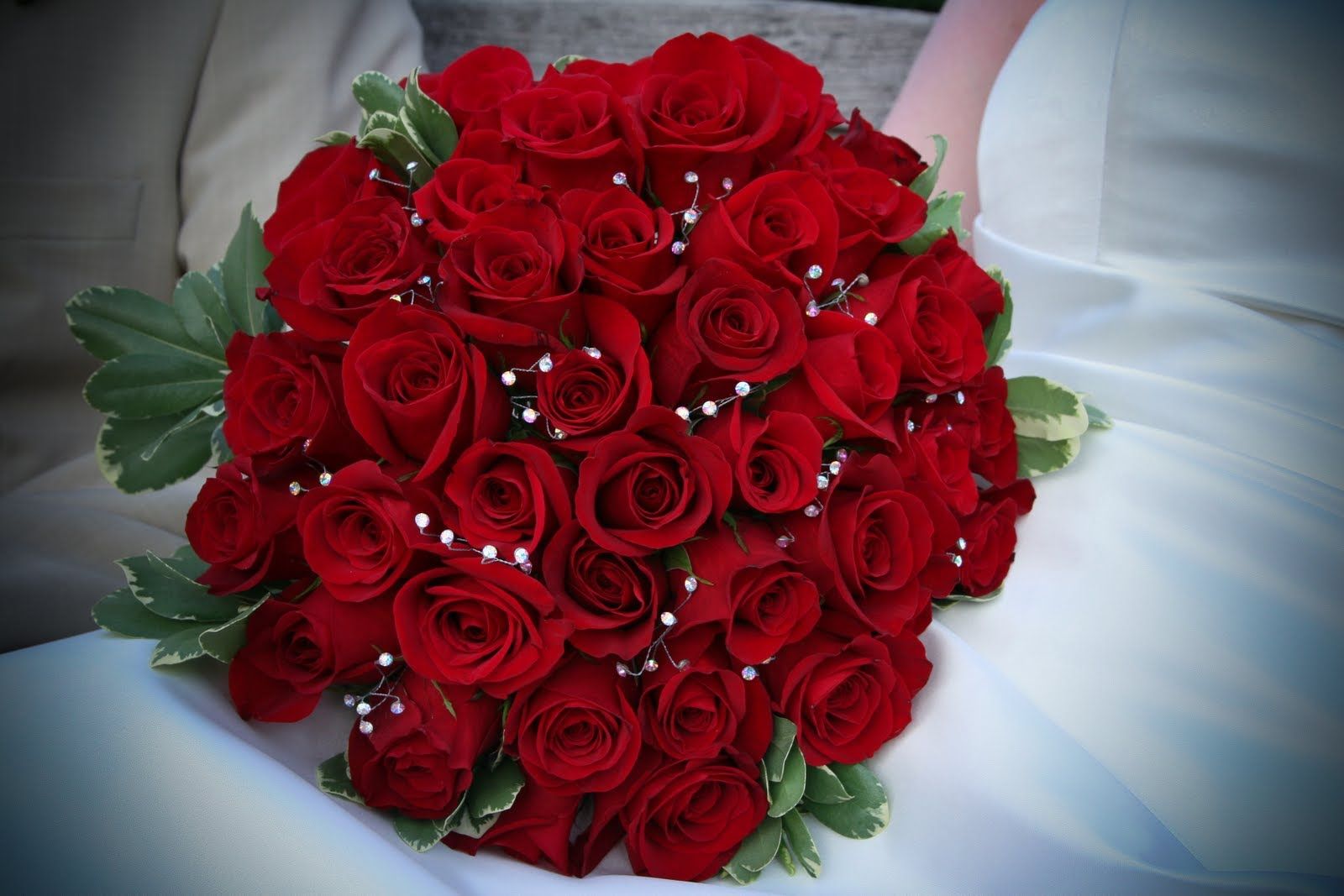 1600x1067 Most Beautiful Red Roses In The World - 1600x1067 Wallpaper on WallpaperBat