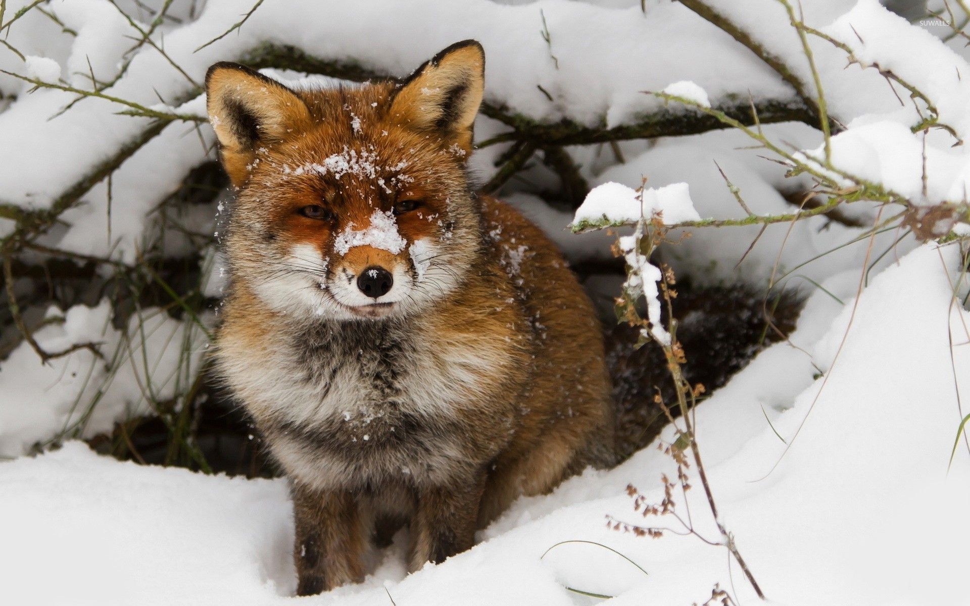 Cool Fox Snow Wallpapers - 4k, HD Cool Fox Snow Backgrounds on WallpaperBat