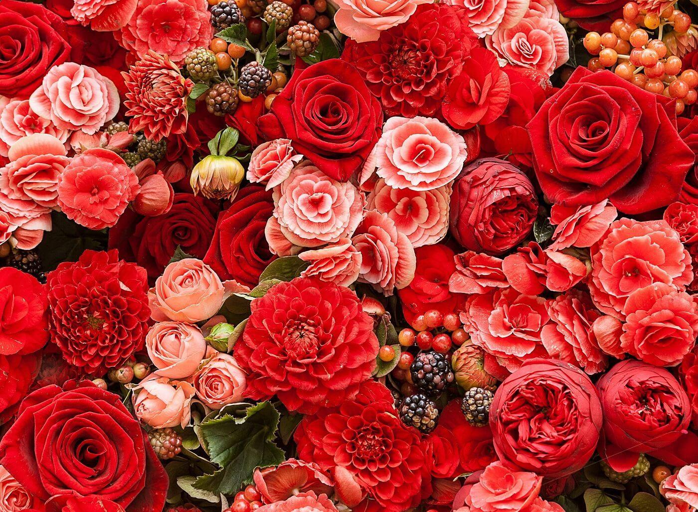Ranunculus Wallpapers - 4k, HD Ranunculus Backgrounds on WallpaperBat