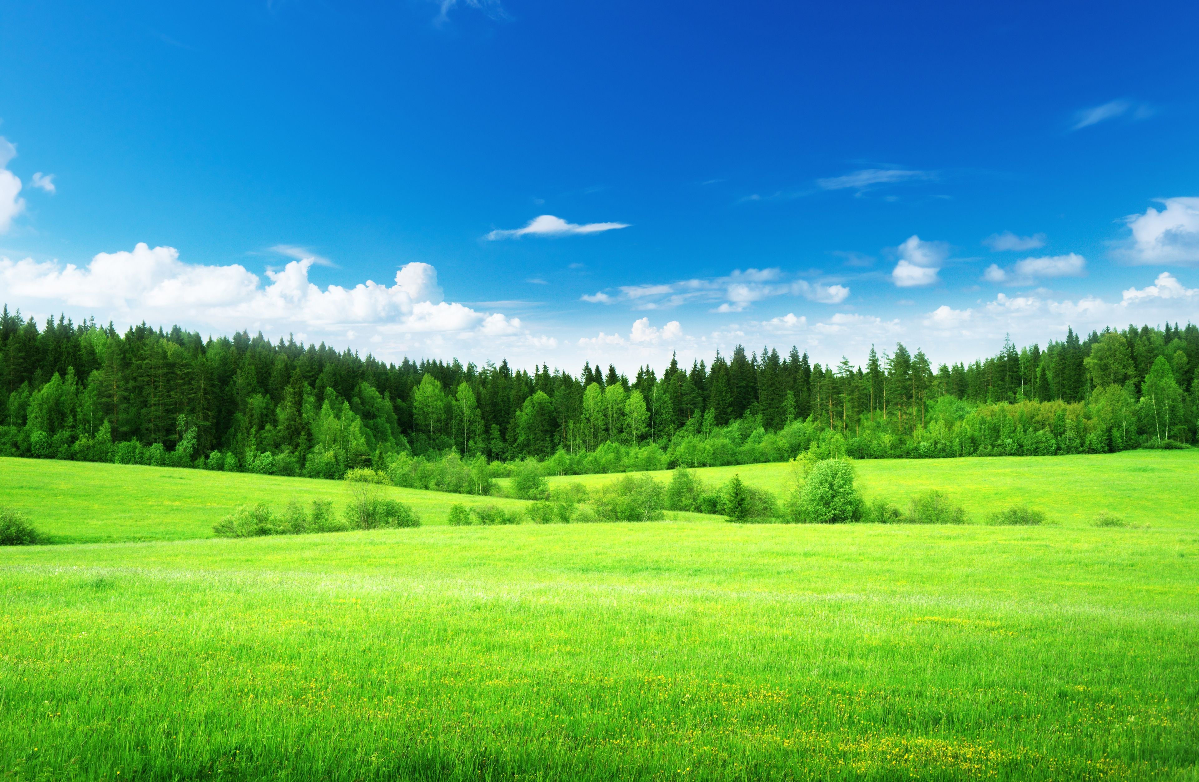 Green Pastures Wallpapers - 4k, HD Green Pastures Backgrounds on