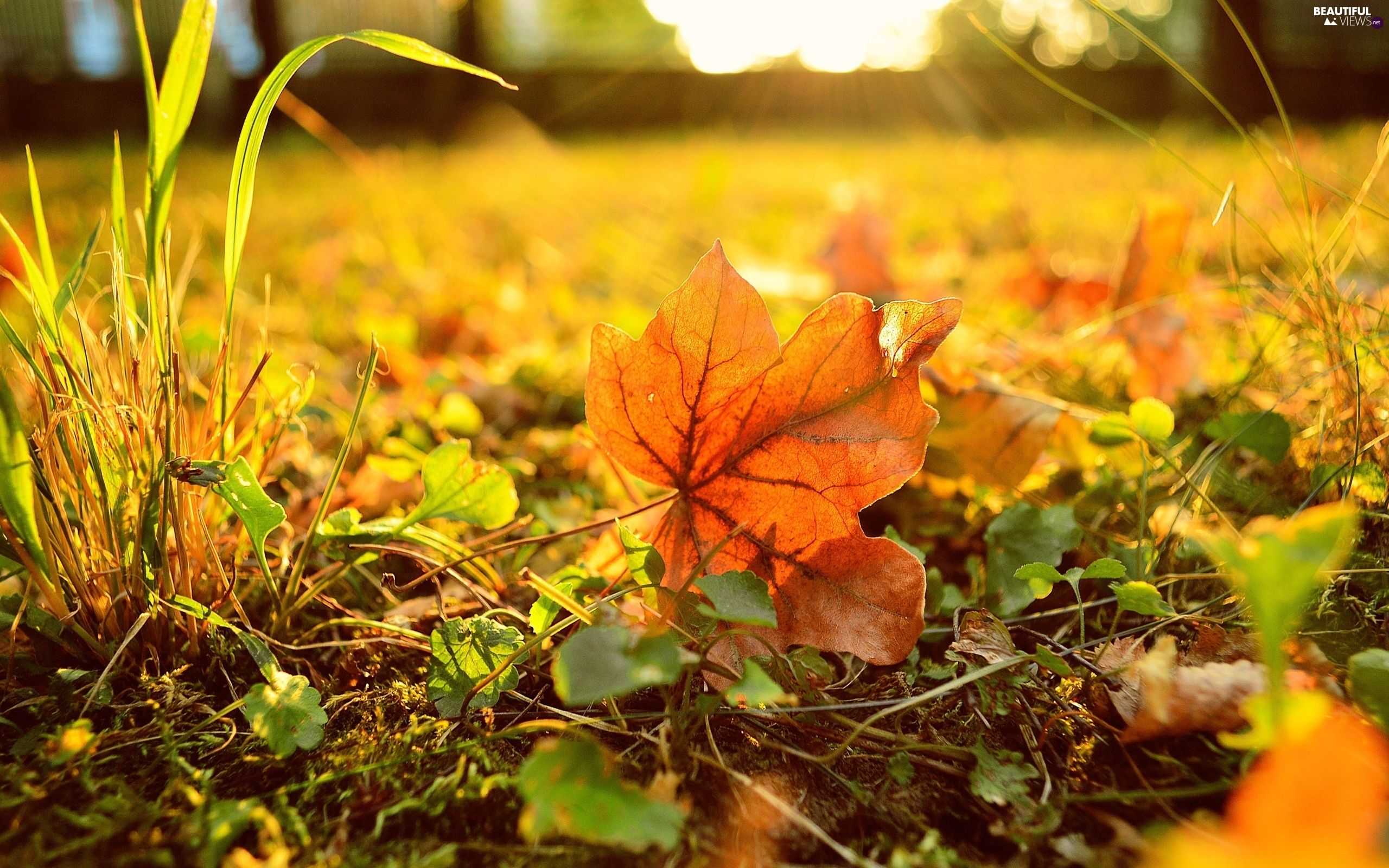 Autumn Meadow Wallpapers - 4k, HD Autumn Meadow Backgrounds on WallpaperBat