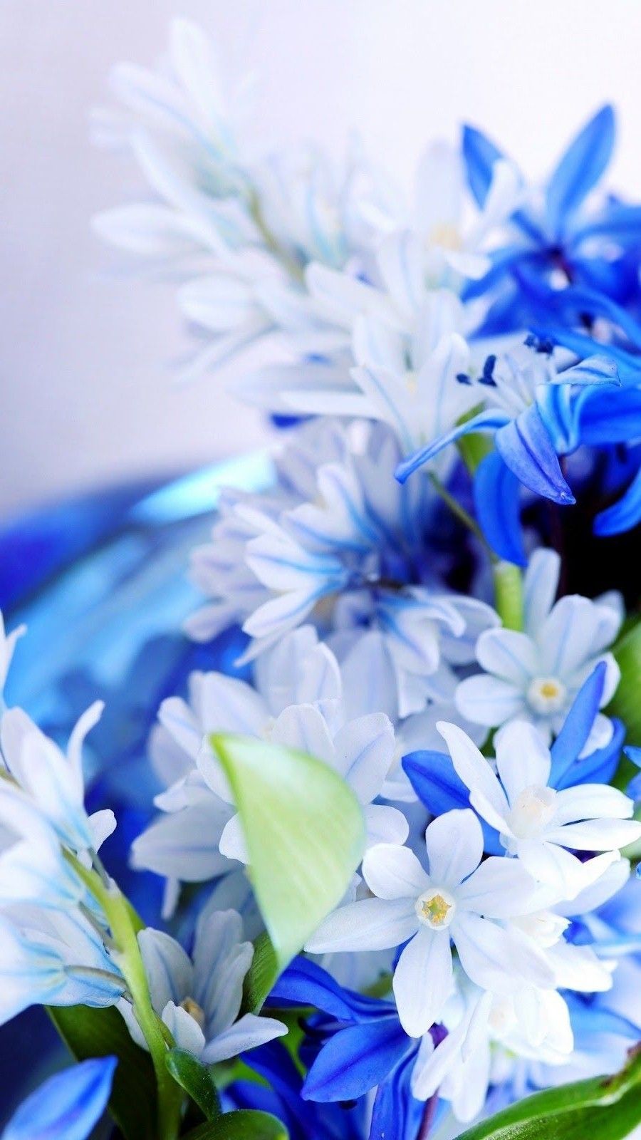 Blue Flower Wallpapers - 4k, HD Blue Flower Backgrounds on WallpaperBat