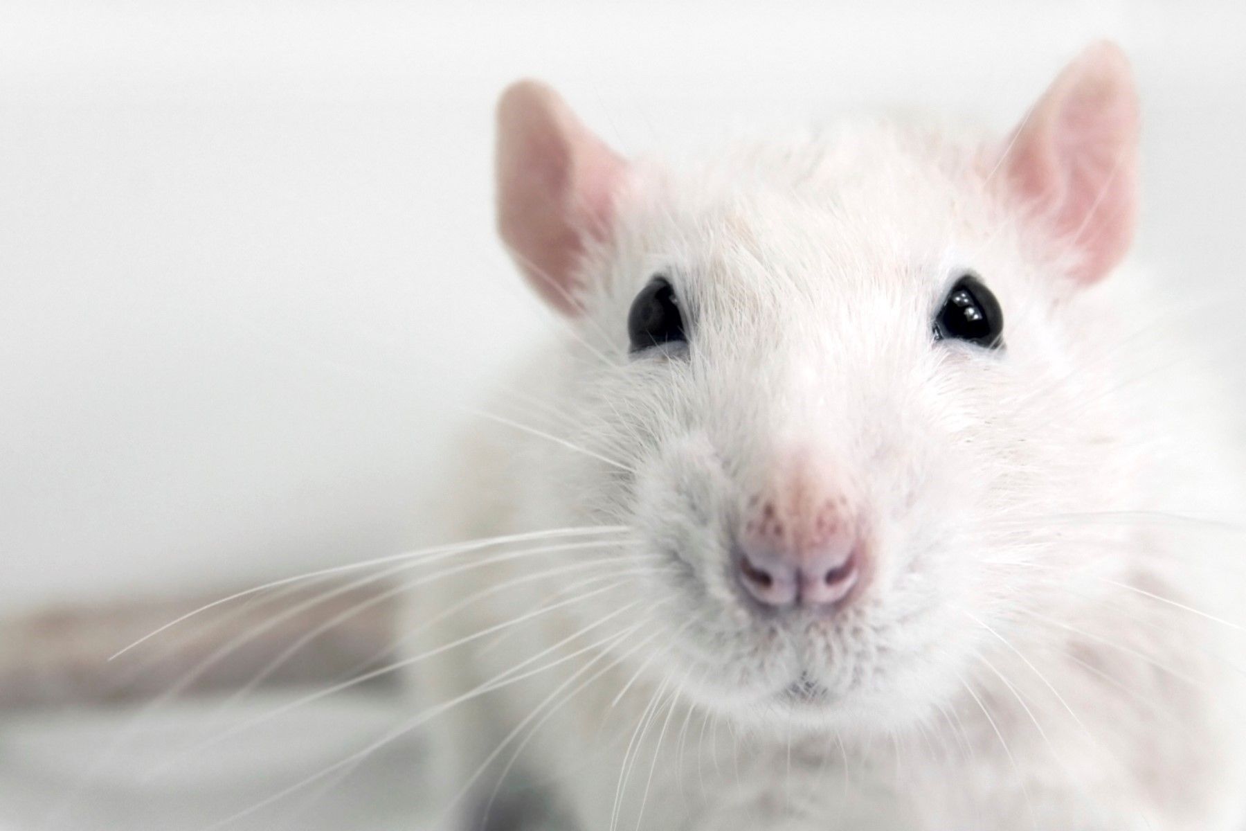 Mouse Animal Wallpapers - 4k, HD Mouse Animal Backgrounds on WallpaperBat