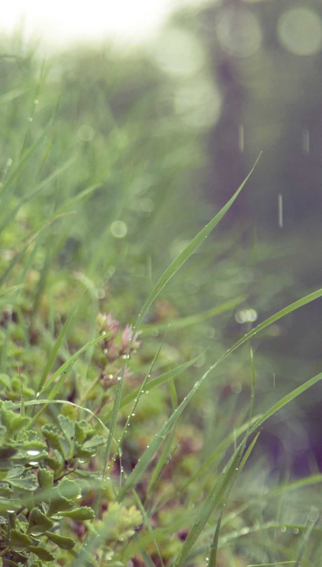 Summer Rain Wallpapers - 4k, HD Summer Rain Backgrounds on WallpaperBat