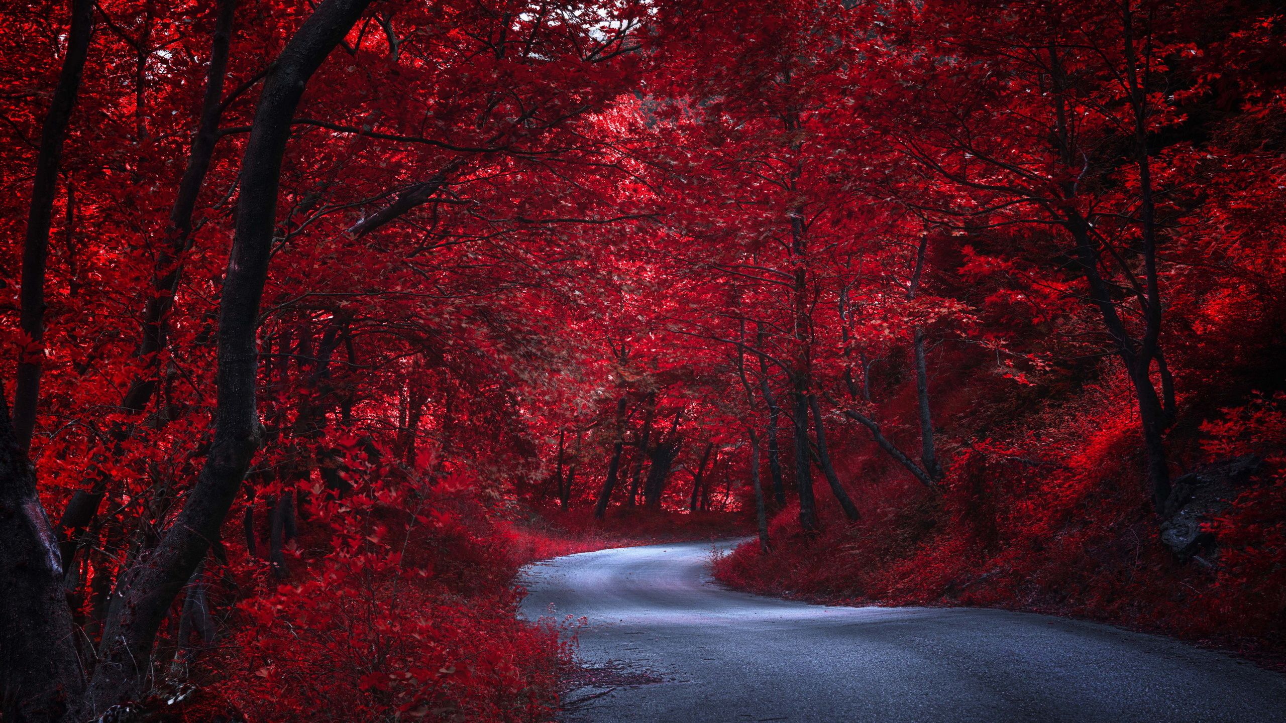 Red Nature Wallpapers - 4k, HD Red Nature Backgrounds on WallpaperBat