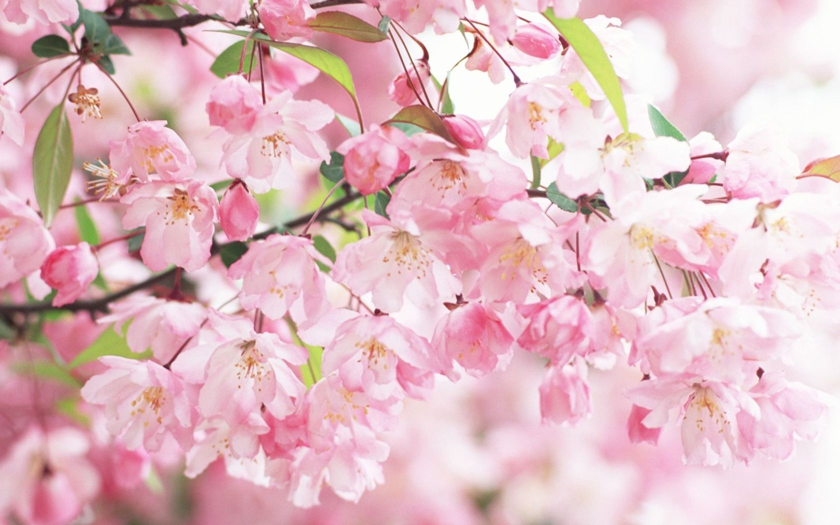 Cherry Blossom Wallpapers - 4k, HD Cherry Blossom Backgrounds on ...