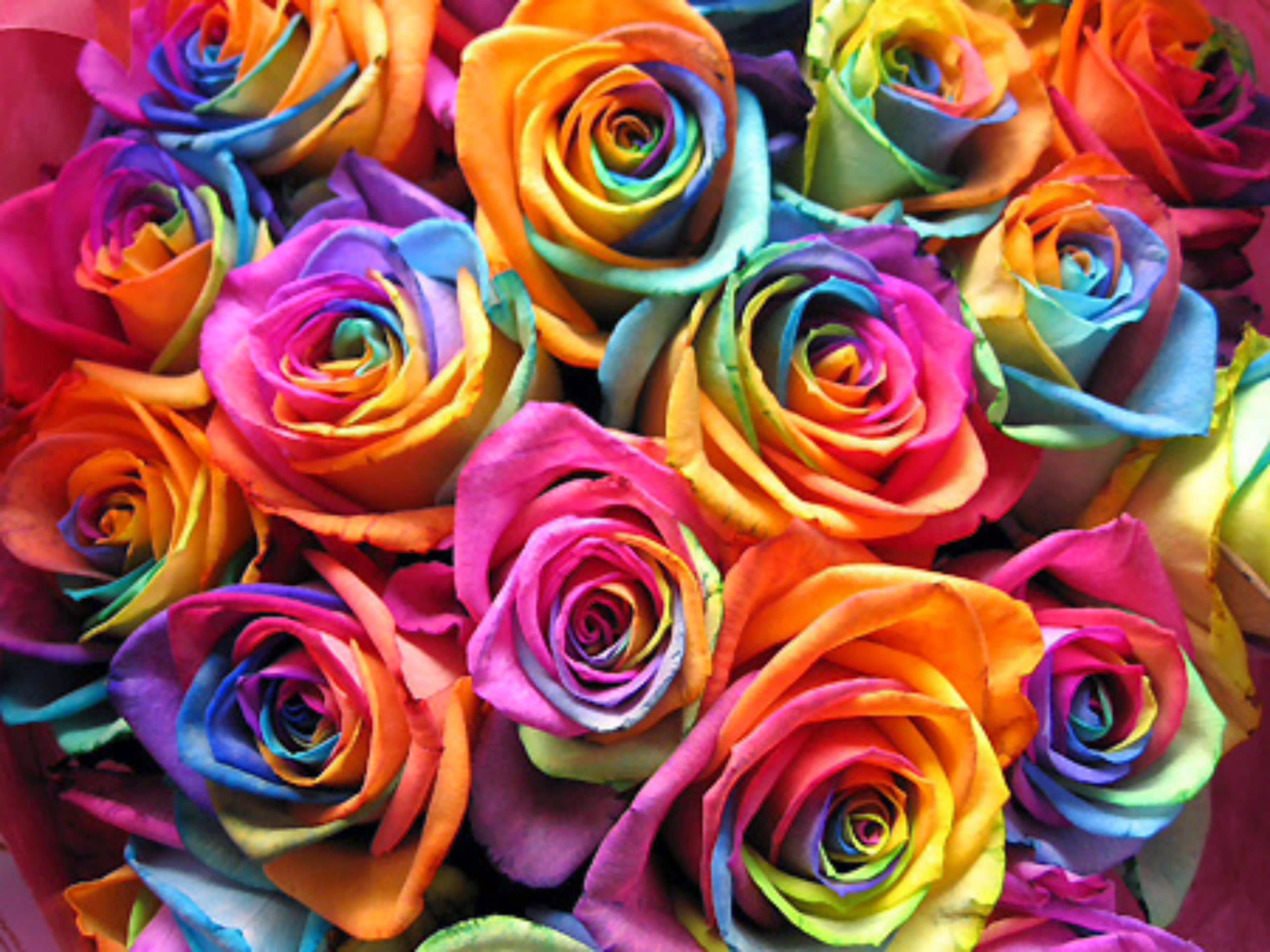 Flowers Rainbow Wallpapers - 4k, HD Flowers Rainbow Backgrounds on ...