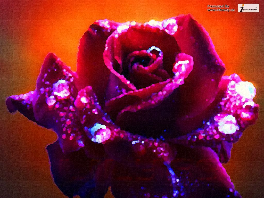 1024x768 most beautiful rose flowers in the world on WallpaperBat