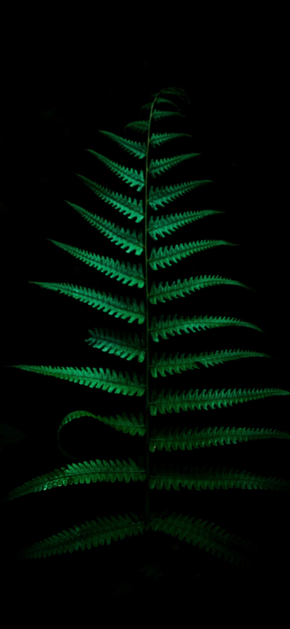 Dark Green Phone Wallpapers - 4k, HD Dark Green Phone Backgrounds on