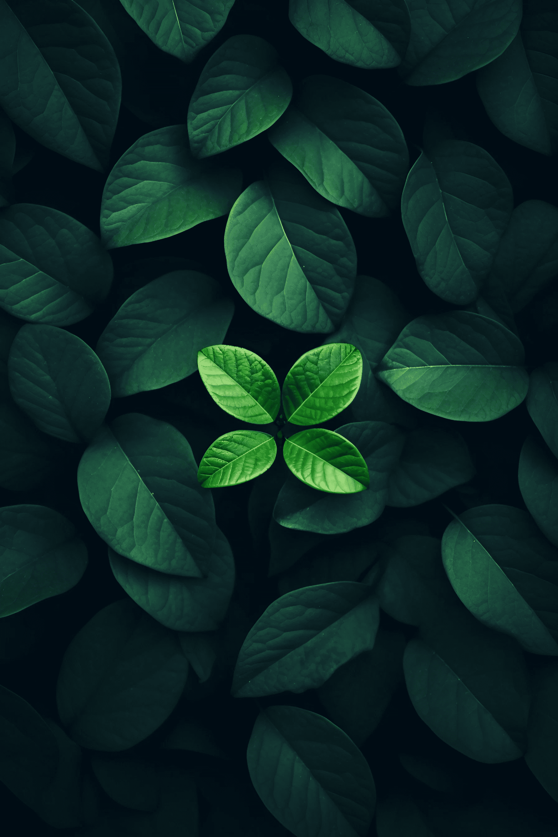 Dark Green Phone Wallpapers - 4k, HD Dark Green Phone Backgrounds on