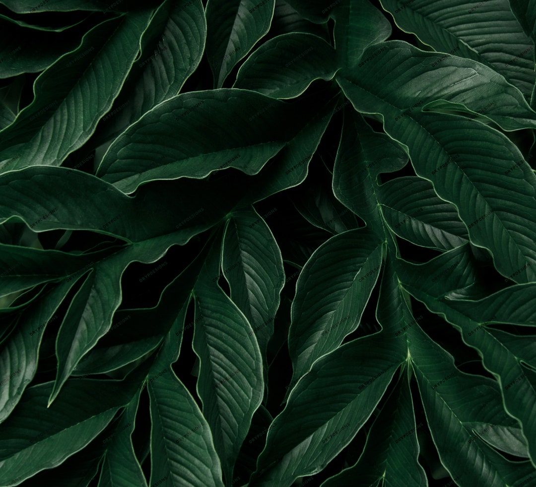 Dark Green Leaves Wallpapers - 4k, HD Dark Green Leaves Backgrounds on ...