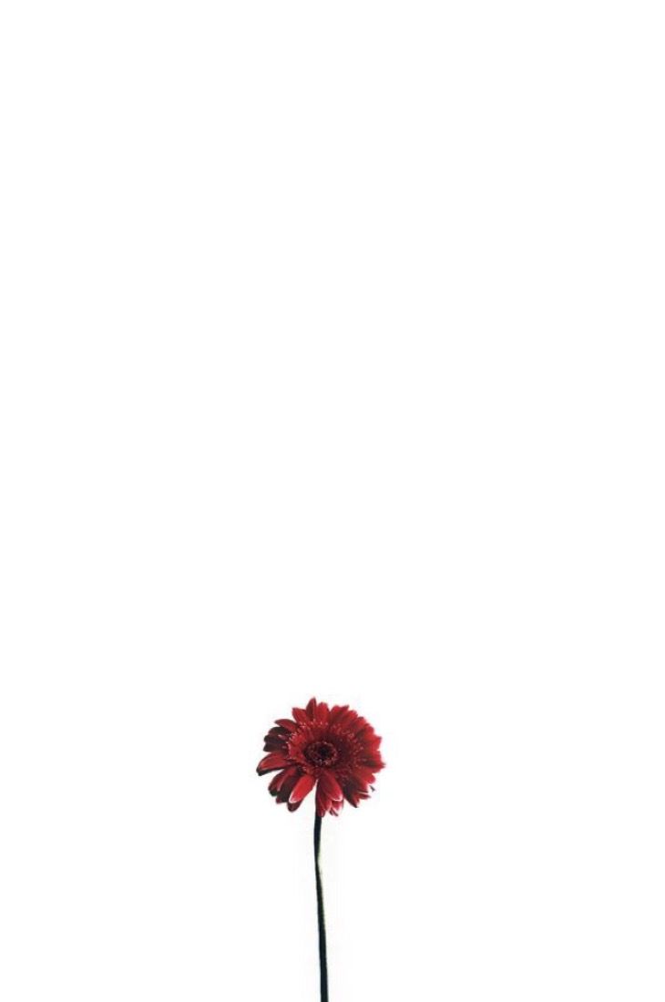 Minimalist Flower Wallpapers - 4k, HD Minimalist Flower Backgrounds on