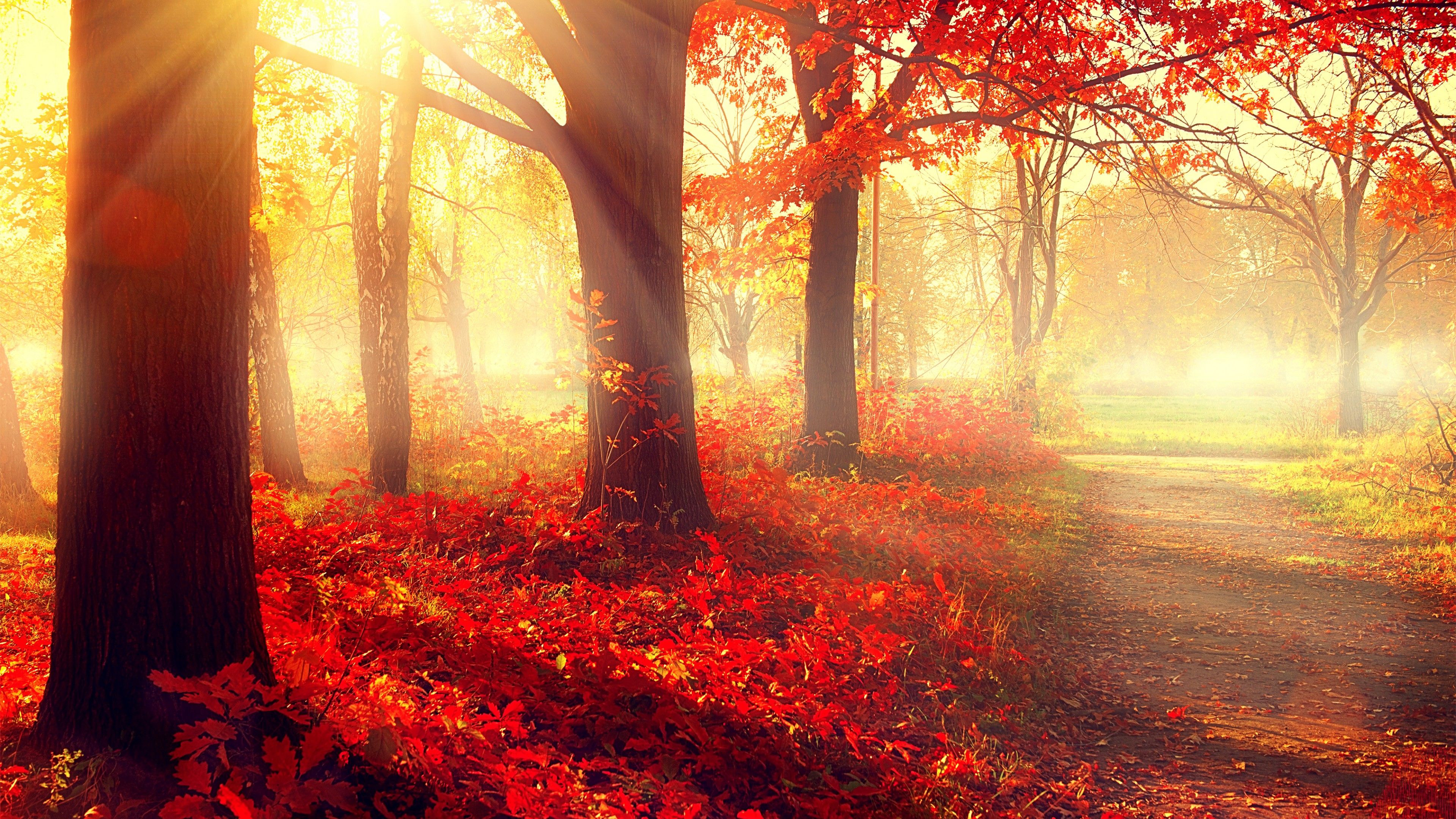 Beautiful Trees Wallpapers - 4k, HD Beautiful Trees Backgrounds On ...