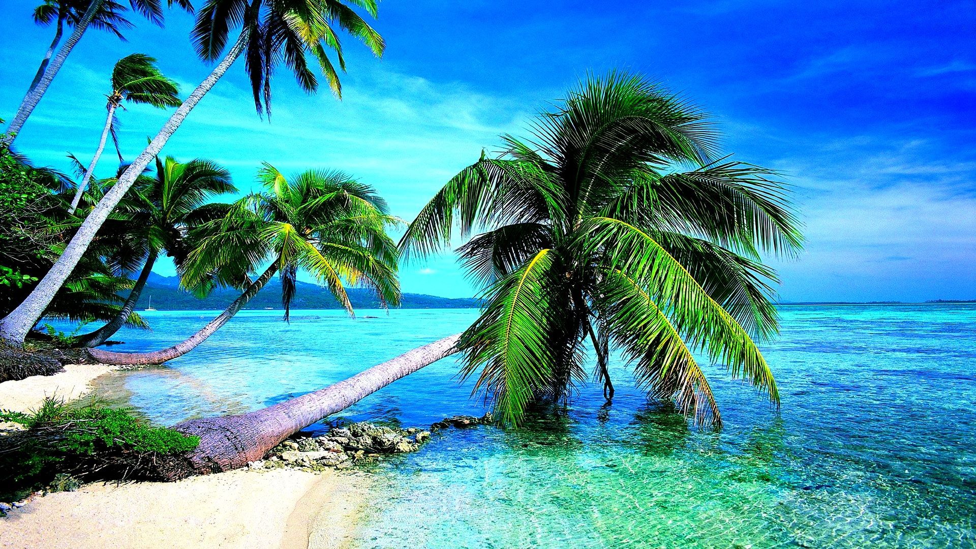 Palm Tree Beach Wallpapers 4k Hd Palm Tree Beach Backgrounds On